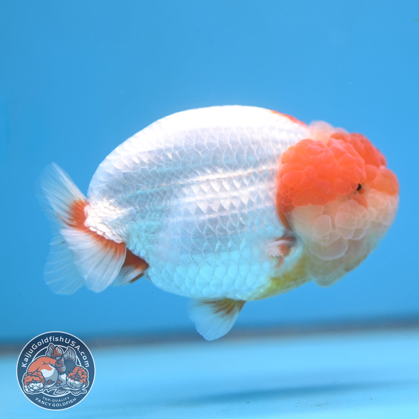 AAA Grade Red White Lionchu/Ranchu 4.5 inch Body (250905_RC12)