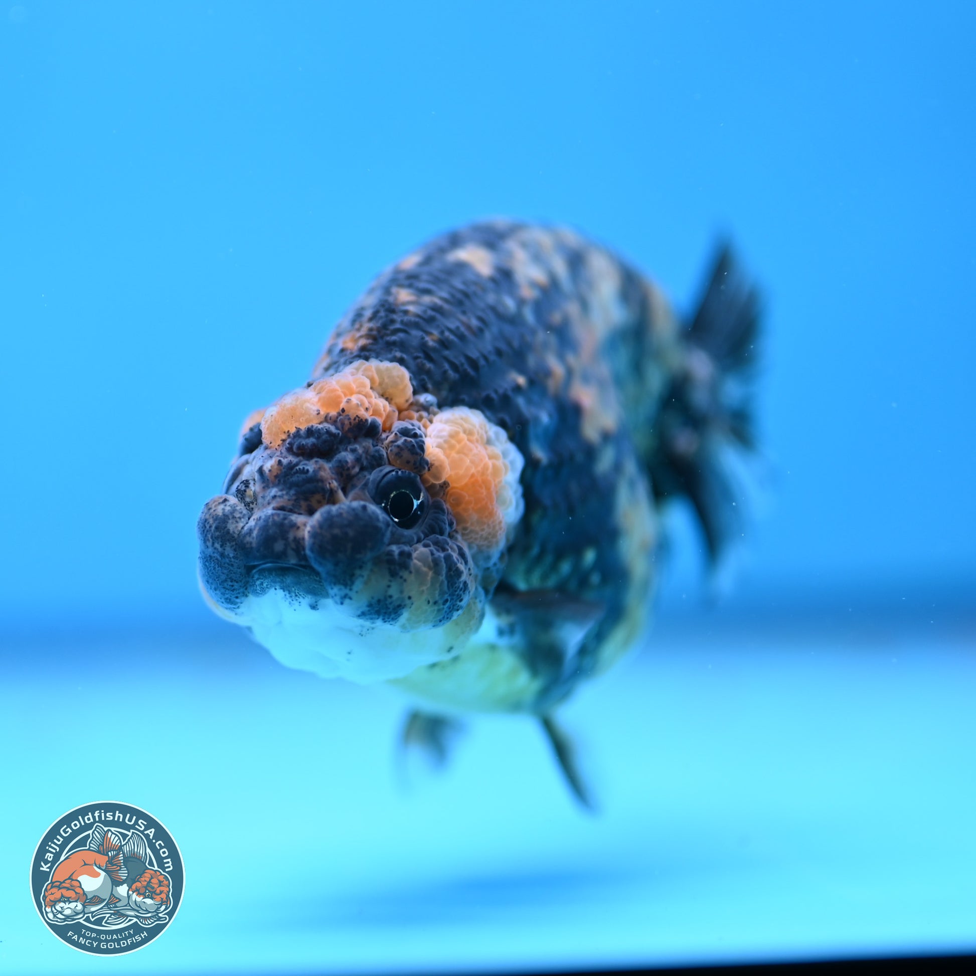 Tricolor Tiger Ranchu 3.5in Body (240809_RC12) - Kaiju Goldfish USA