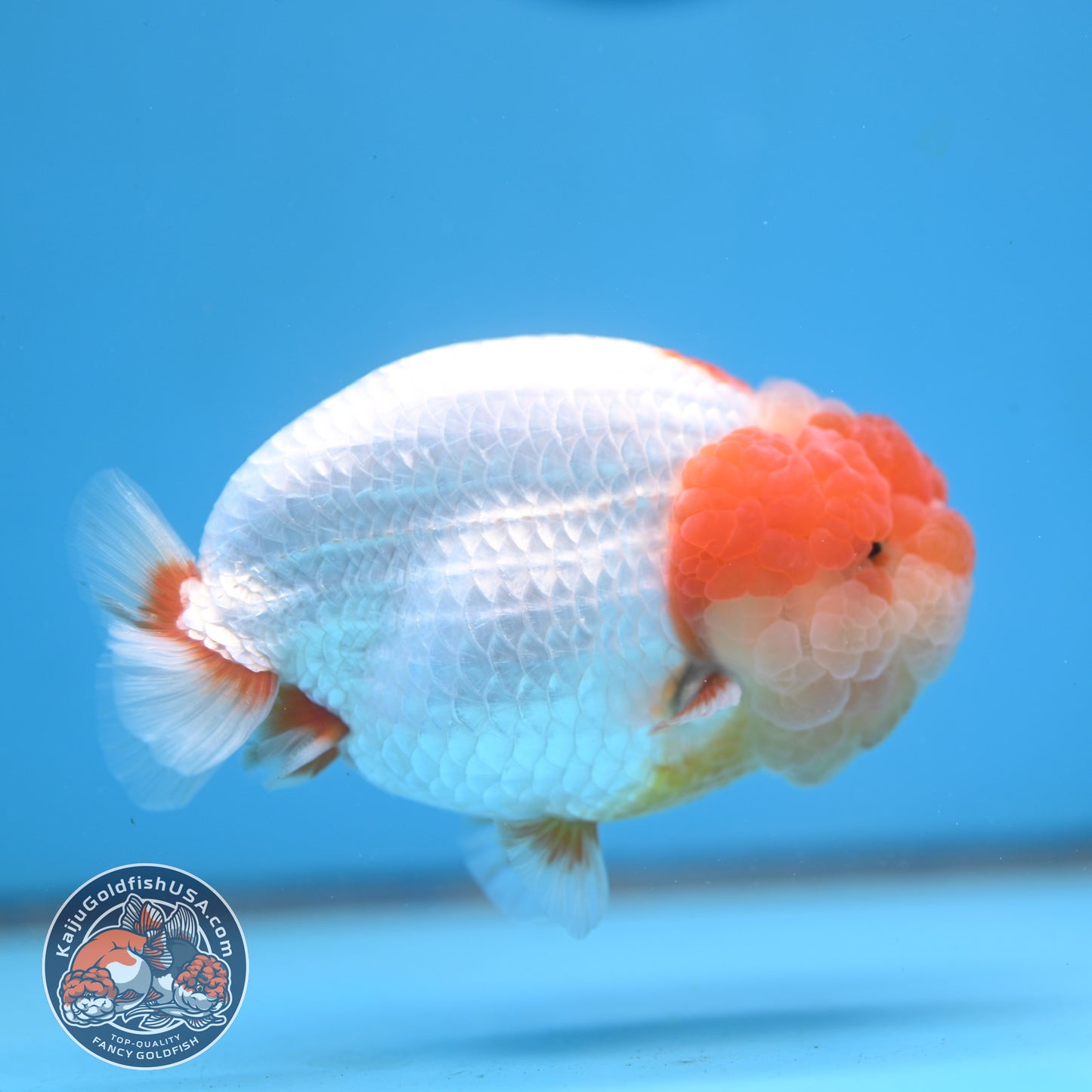 AAA Grade Red White Lionchu/Ranchu 4.5 inch Body (250905_RC12)