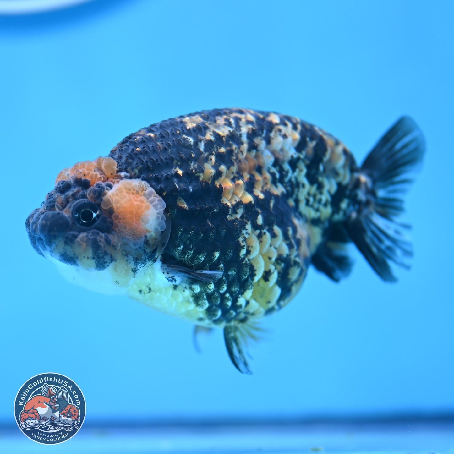 Tricolor Tiger Ranchu 3.5in Body (240809_RC12) - Kaiju Goldfish USA