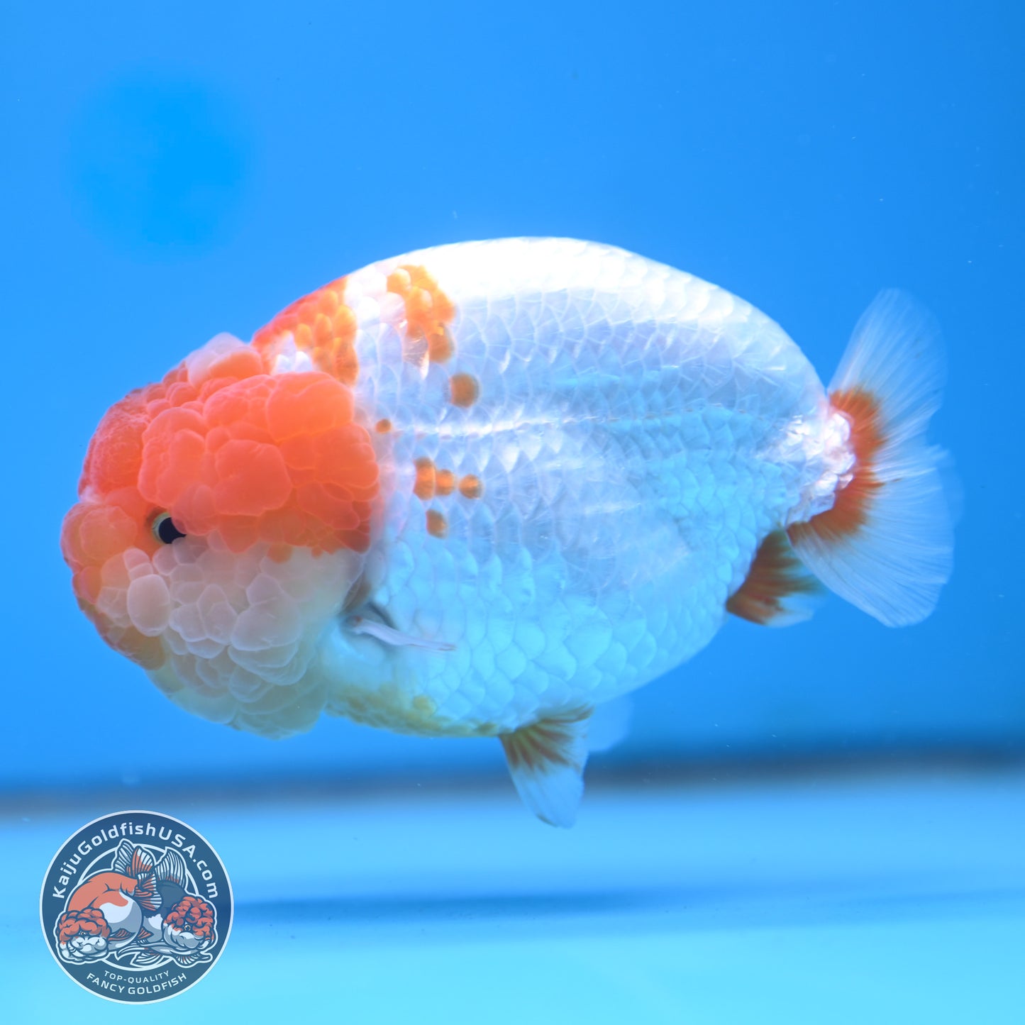 AAA Grade Red White Lionchu/Ranchu 4.5 inch Body (250905_RC12)