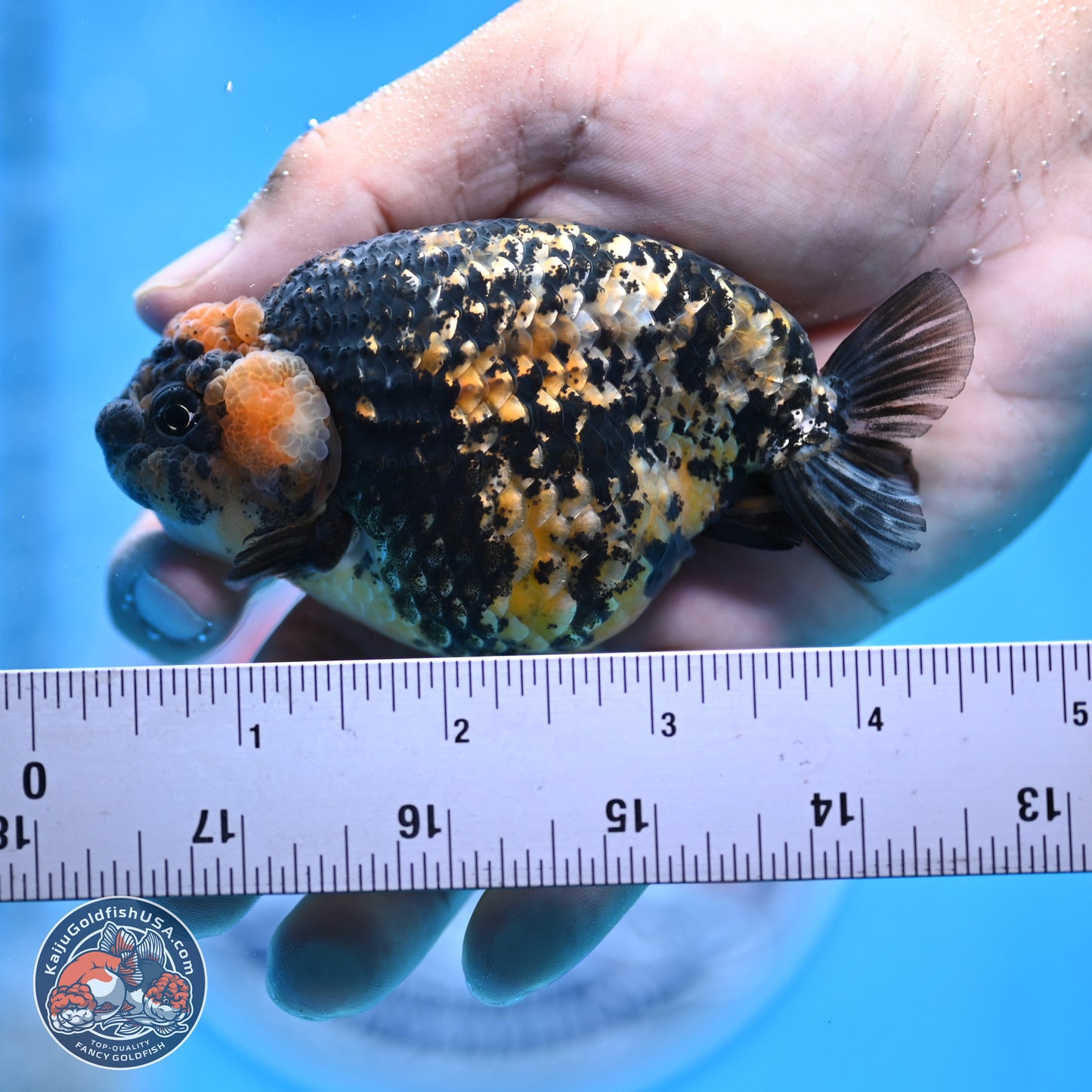 Tricolor Tiger Ranchu 3.5in Body (240809_RC12) - Kaiju Goldfish USA