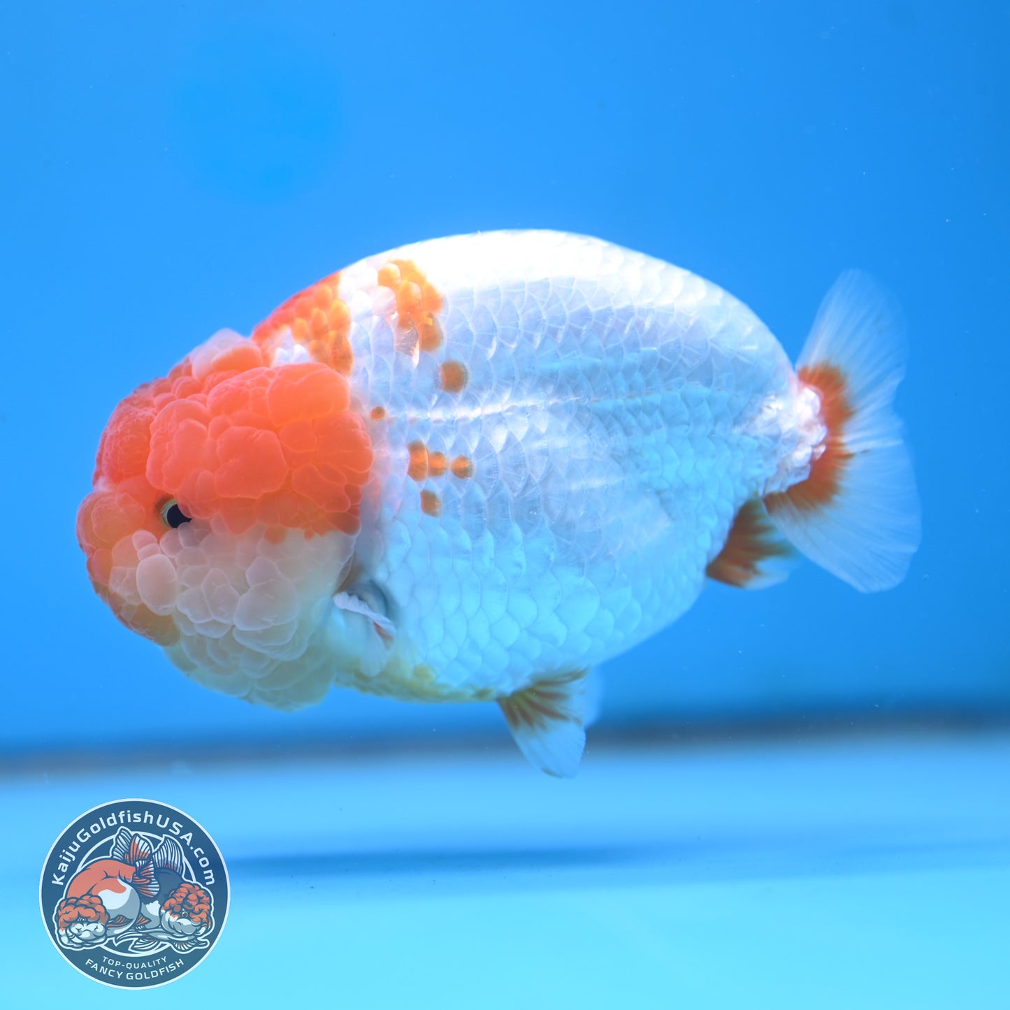 AAA Grade Red White Lionchu/Ranchu 4.5 inch Body (250905_RC12)