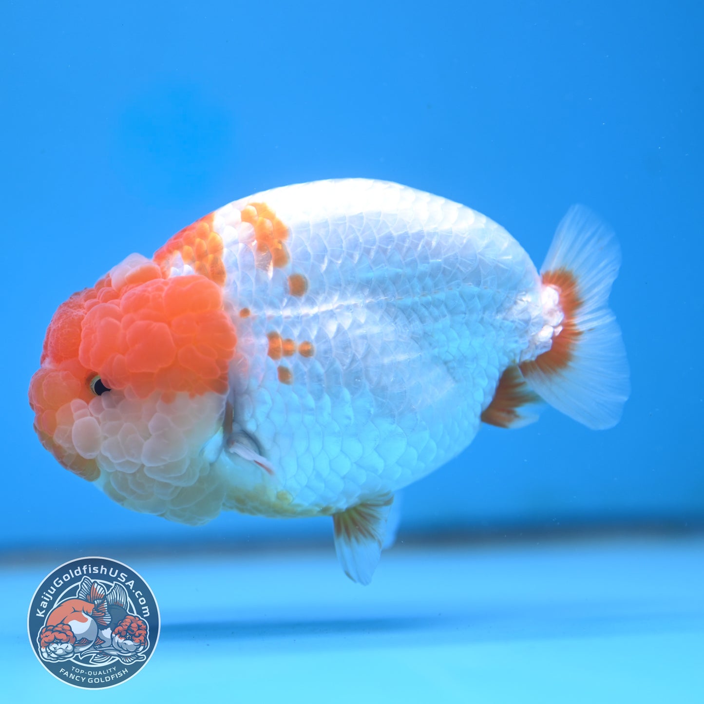 AAA Grade Red White Lionchu/Ranchu 4.5 inch Body (250905_RC12)