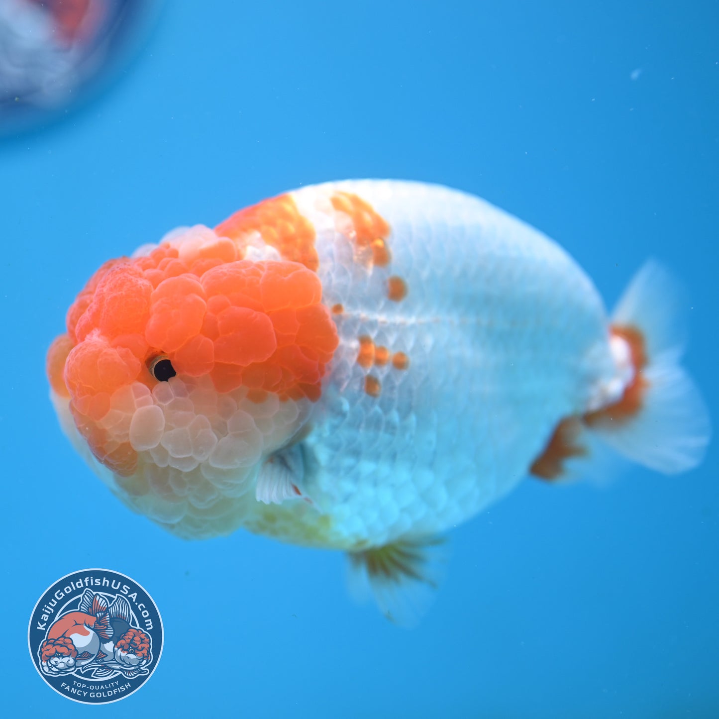AAA Grade Red White Lionchu/Ranchu 4.5 inch Body (250905_RC12)