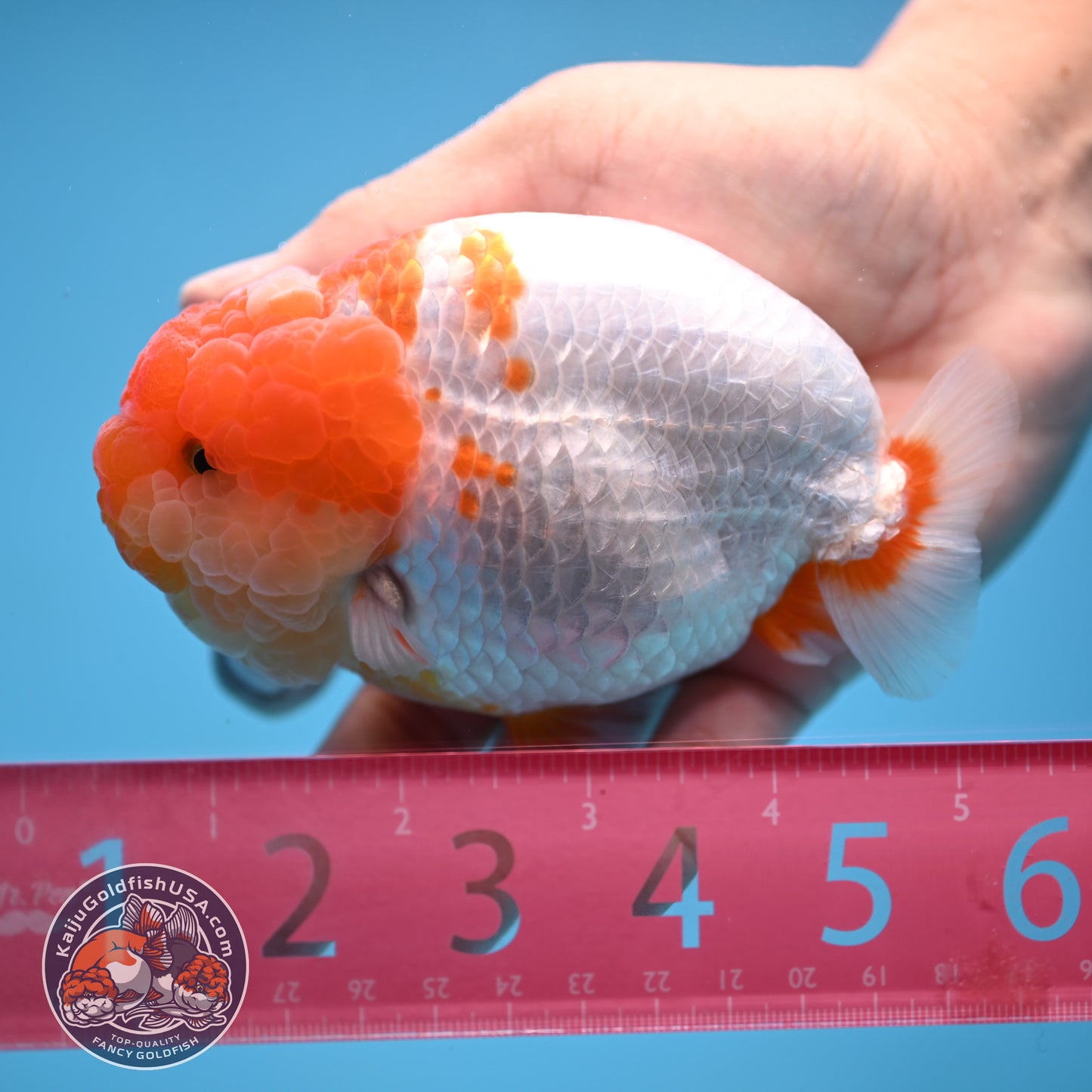 AAA Grade Red White Lionchu/Ranchu 4.5 inch Body (250905_RC12)