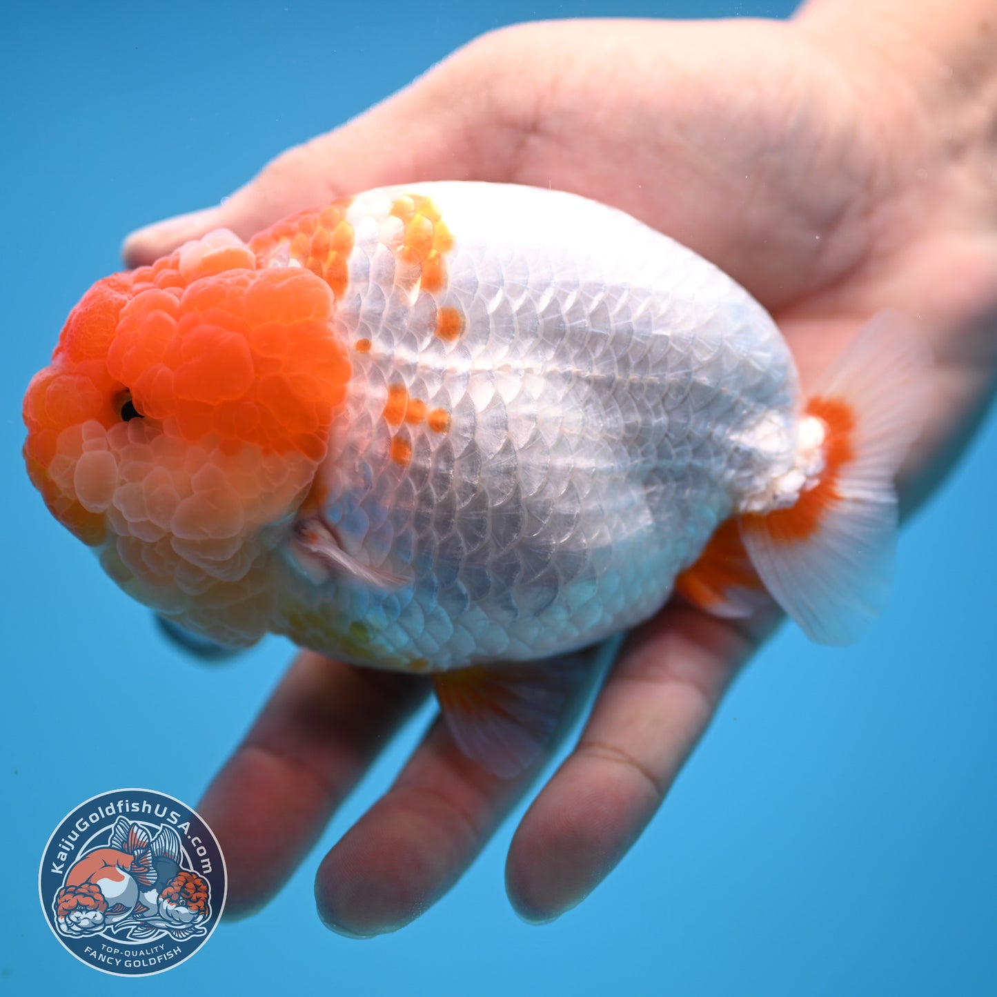 AAA Grade Red White Lionchu/Ranchu 4.5 inch Body (250905_RC12)