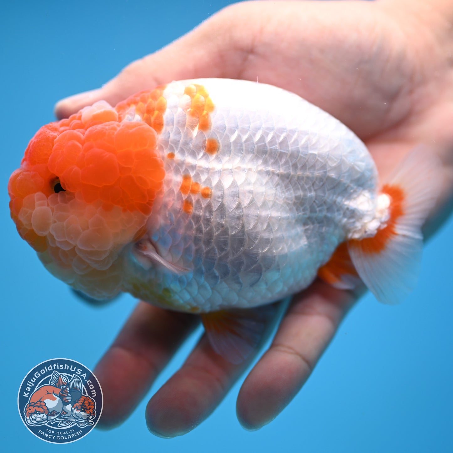 AAA Grade Red White Lionchu/Ranchu 4.5 inch Body (250905_RC12)