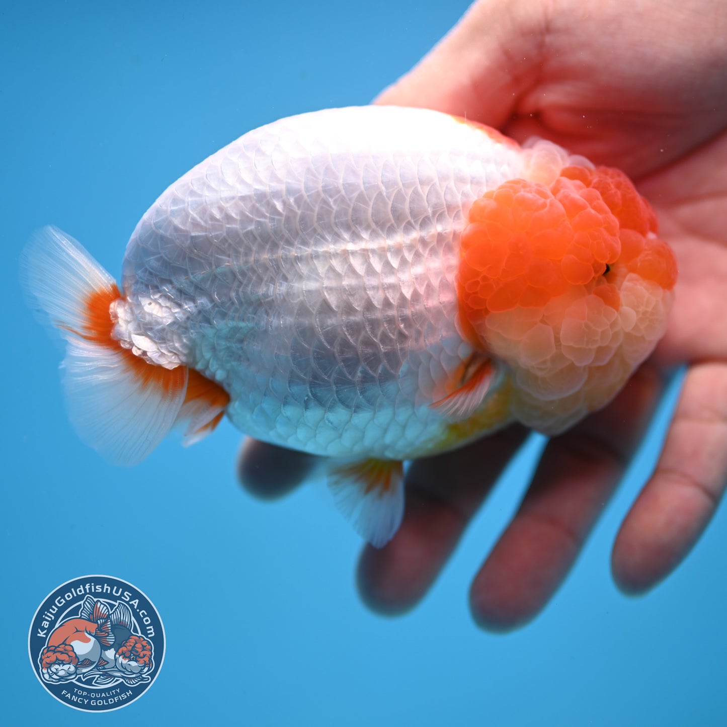 AAA Grade Red White Lionchu/Ranchu 4.5 inch Body (250905_RC12)