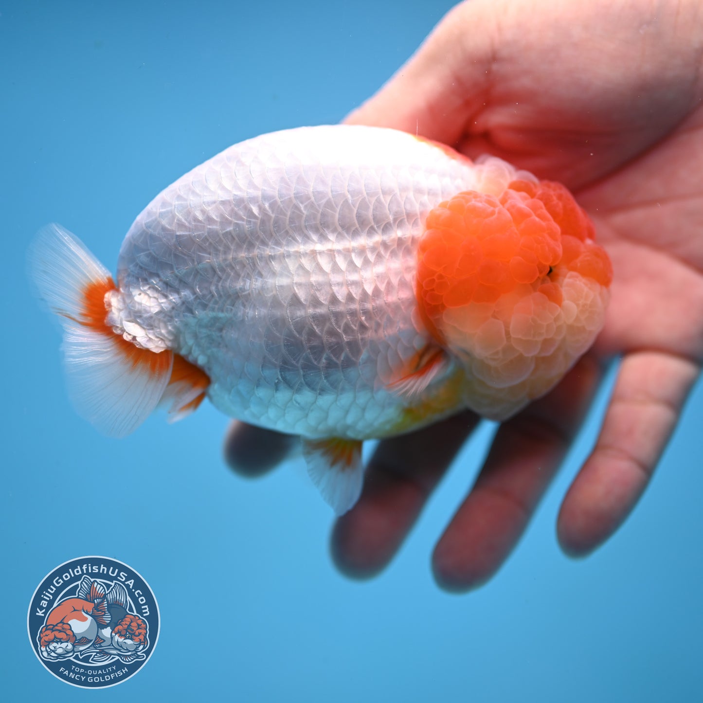 AAA Grade Red White Lionchu/Ranchu 4.5 inch Body (250905_RC12)