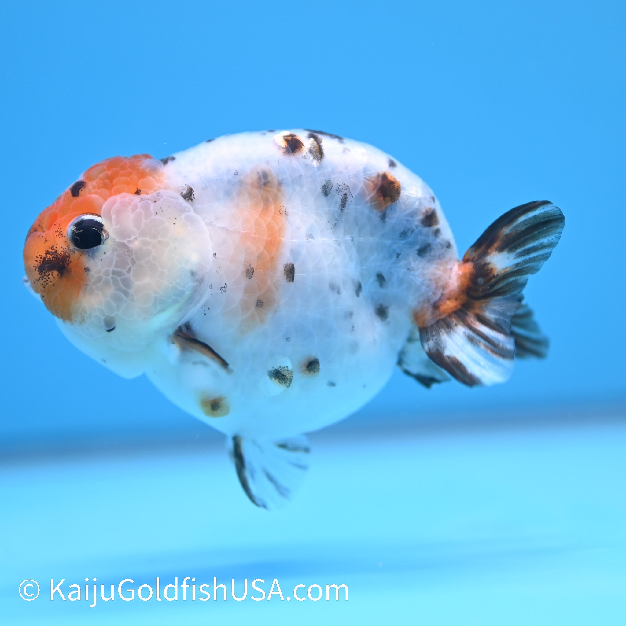 Calico Cow Ranchu Goldfish for Sale | Calico Cow Ranchu Goldfish ...