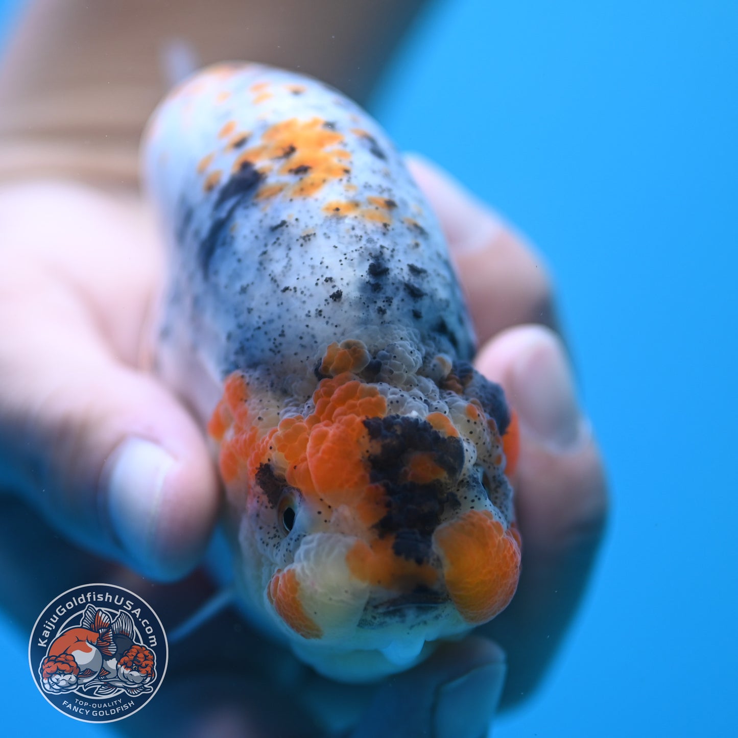 Blue Base Deer Spot Ranchu 4 inch Body (250815_RC12)