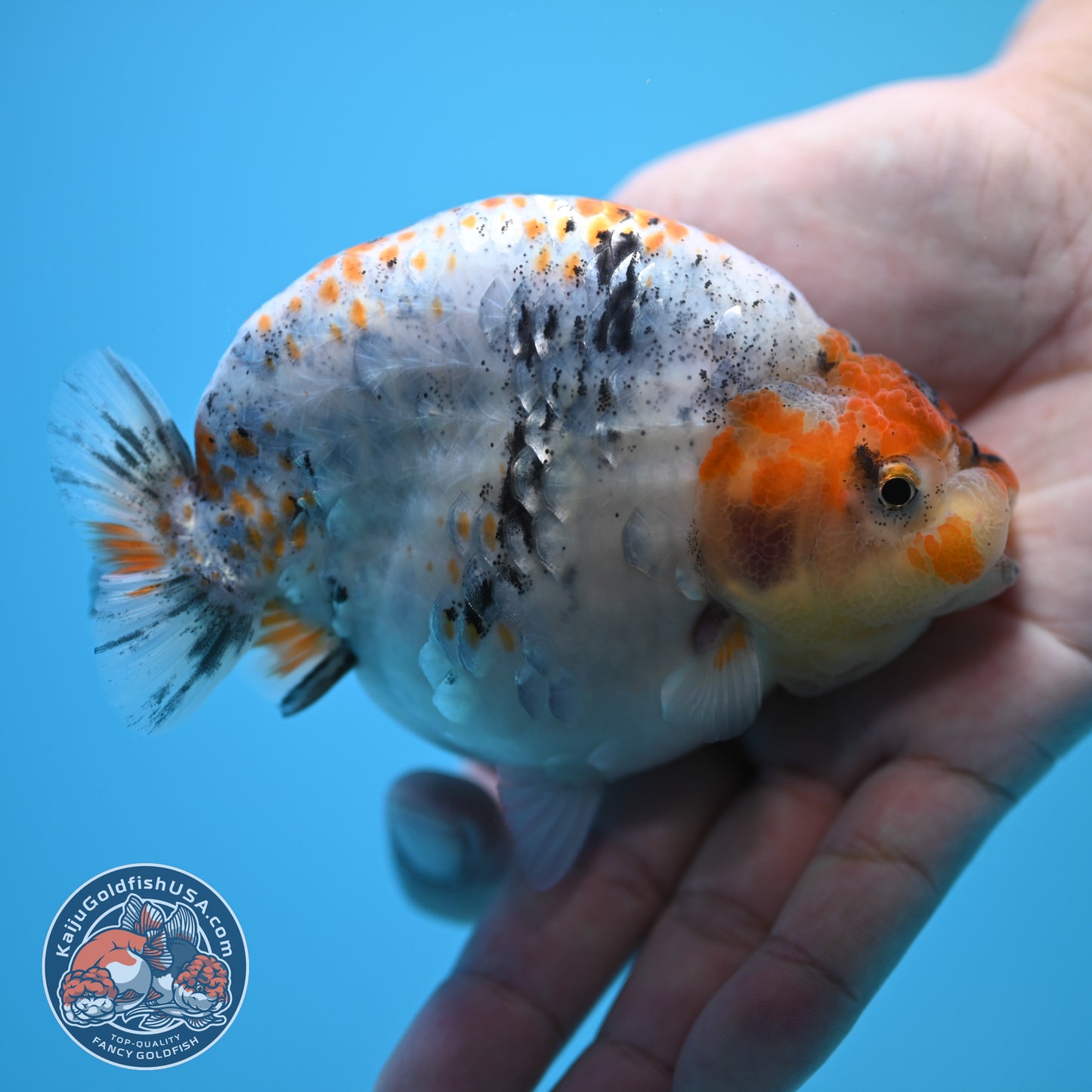 Blue Base Deer Spot Ranchu 4 inch Body (250815_RC12)