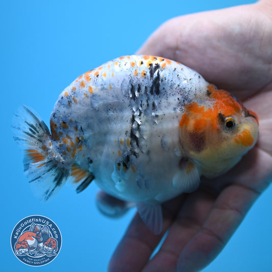 Blue Base Deer Spot Ranchu 4 inch Body (250815_RC12)