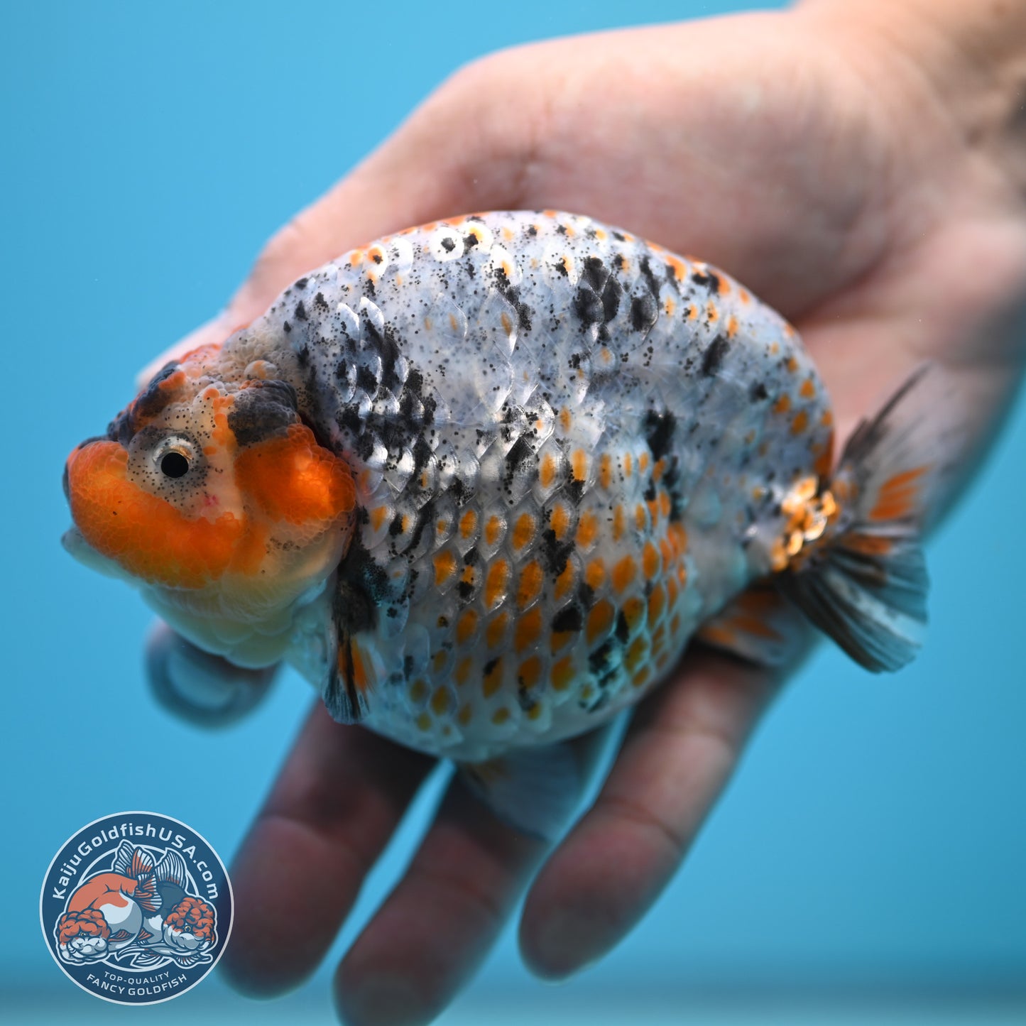 Blue Base Deer Spot Ranchu 4 inch Body (250815_RC12)
