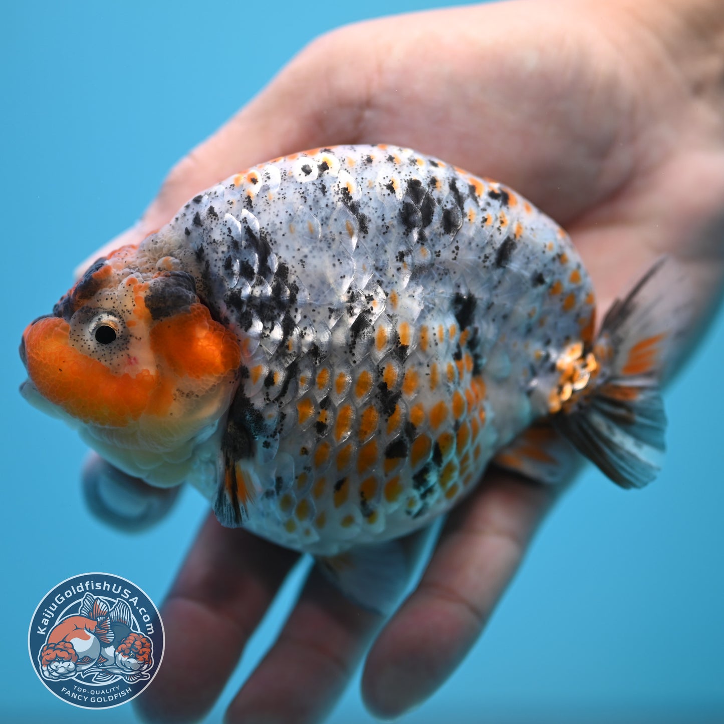 Blue Base Deer Spot Ranchu 4 inch Body (250815_RC12)