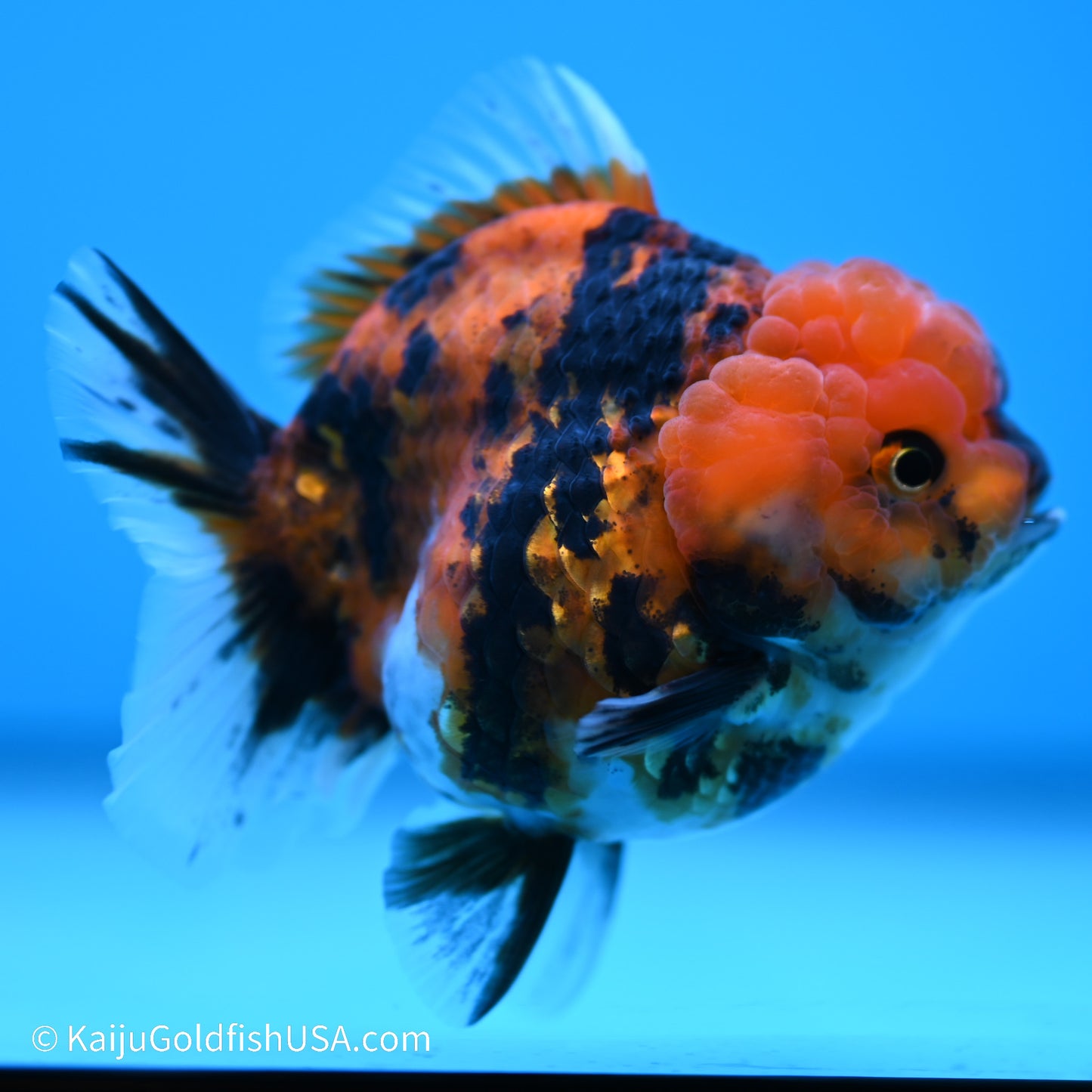 Tiger YuanBao Oranda 3.5 inches (240517_OR12) - Kaiju Goldfish USA