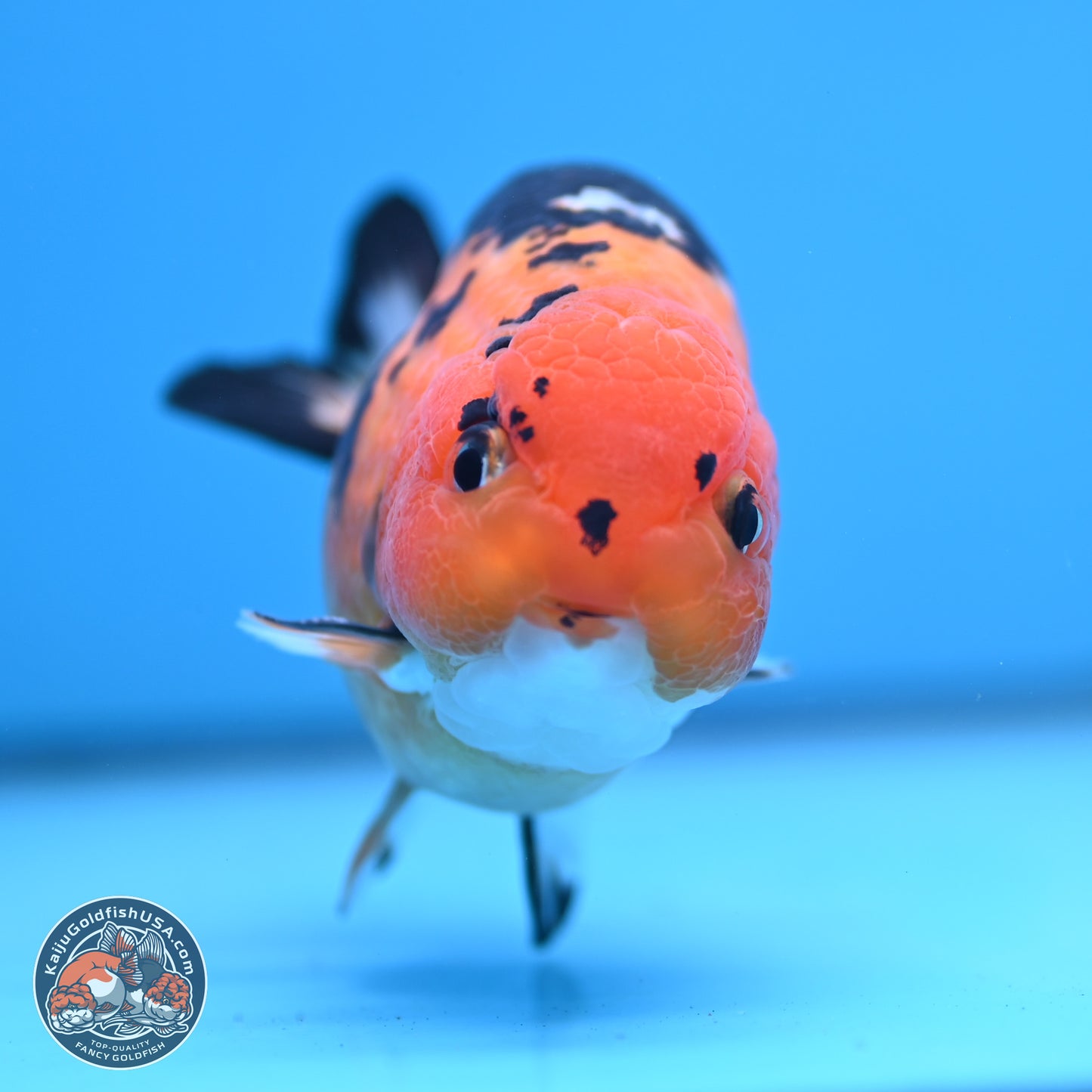 Cow Ranchu 4 inches Body - Male (250404_RC12)