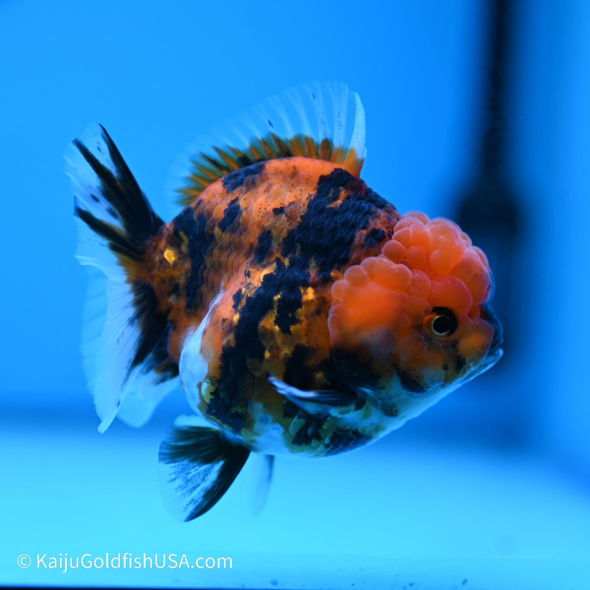 Tiger YuanBao Oranda 3.5 inches (240517_OR12) - Kaiju Goldfish USA