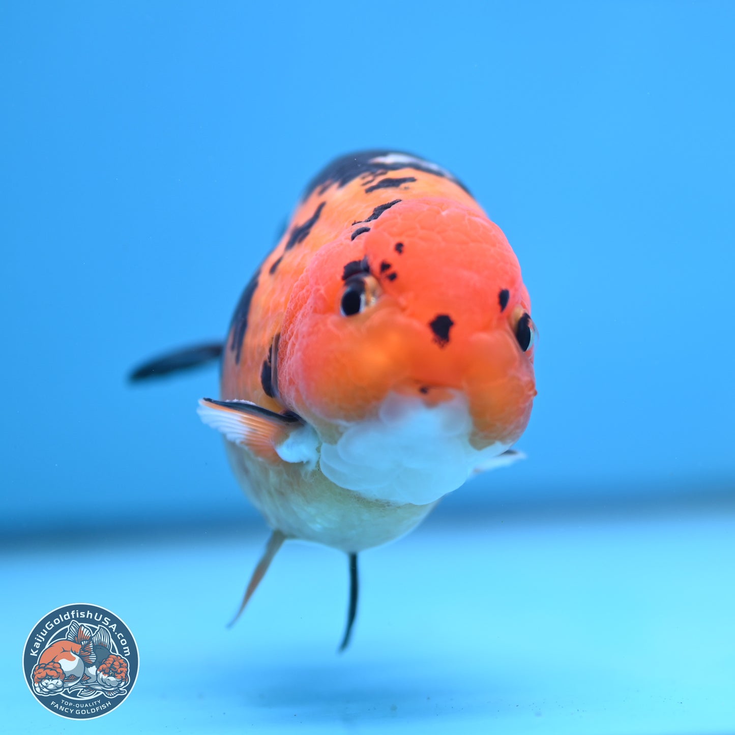 Cow Ranchu 4 inches Body - Male (250404_RC12)
