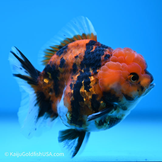 Tiger YuanBao Oranda 3.5 inches (240517_OR12) - Kaiju Goldfish USA