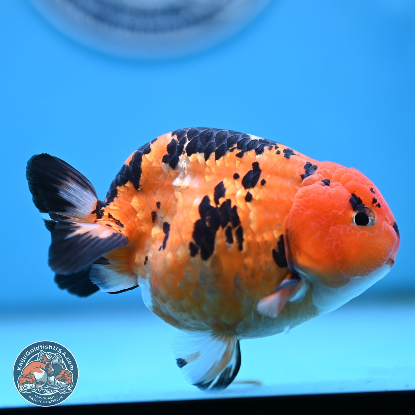 Cow Ranchu 4 inches Body - Male (250404_RC12)