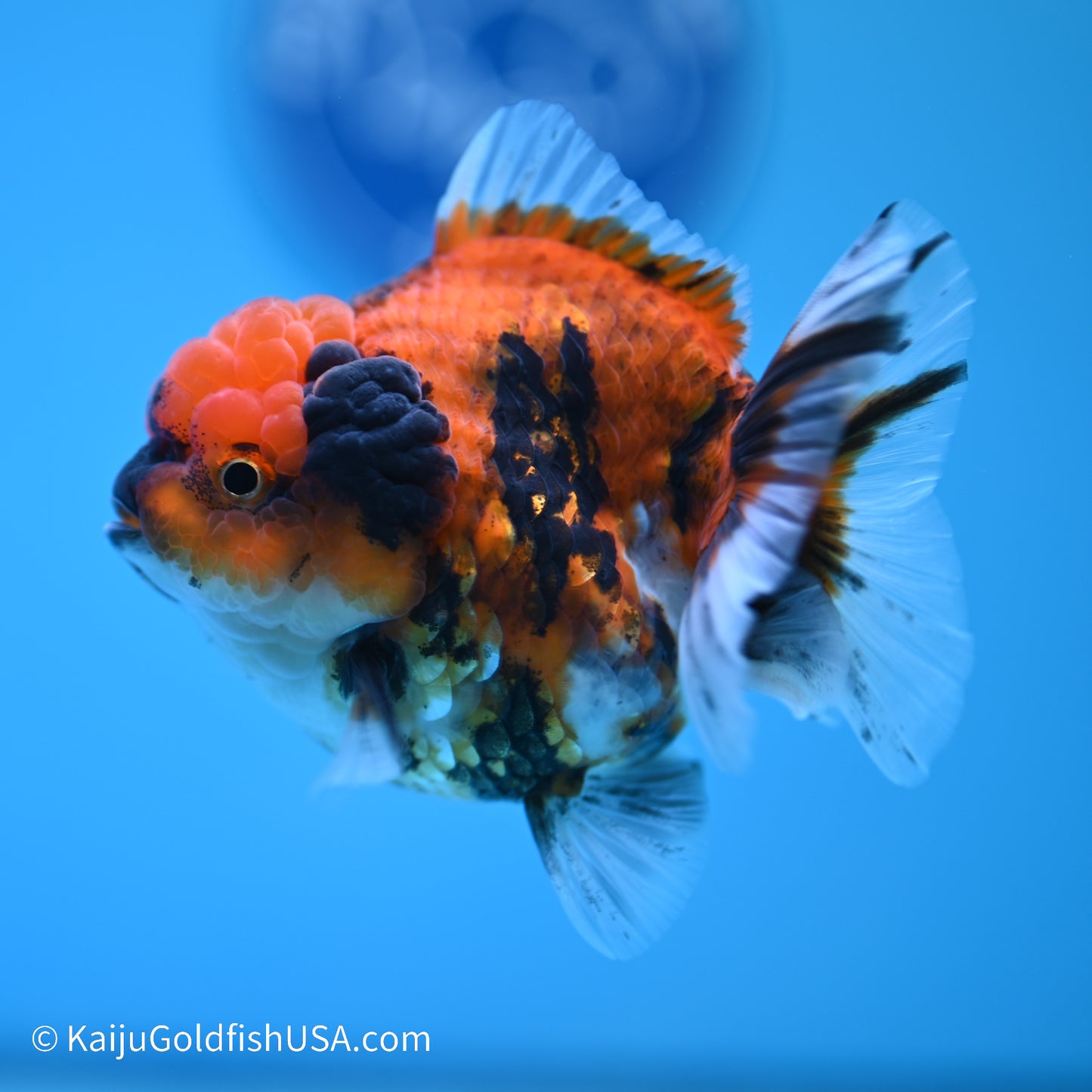 Tiger YuanBao Oranda 3.5 inches (240517_OR12) - Kaiju Goldfish USA