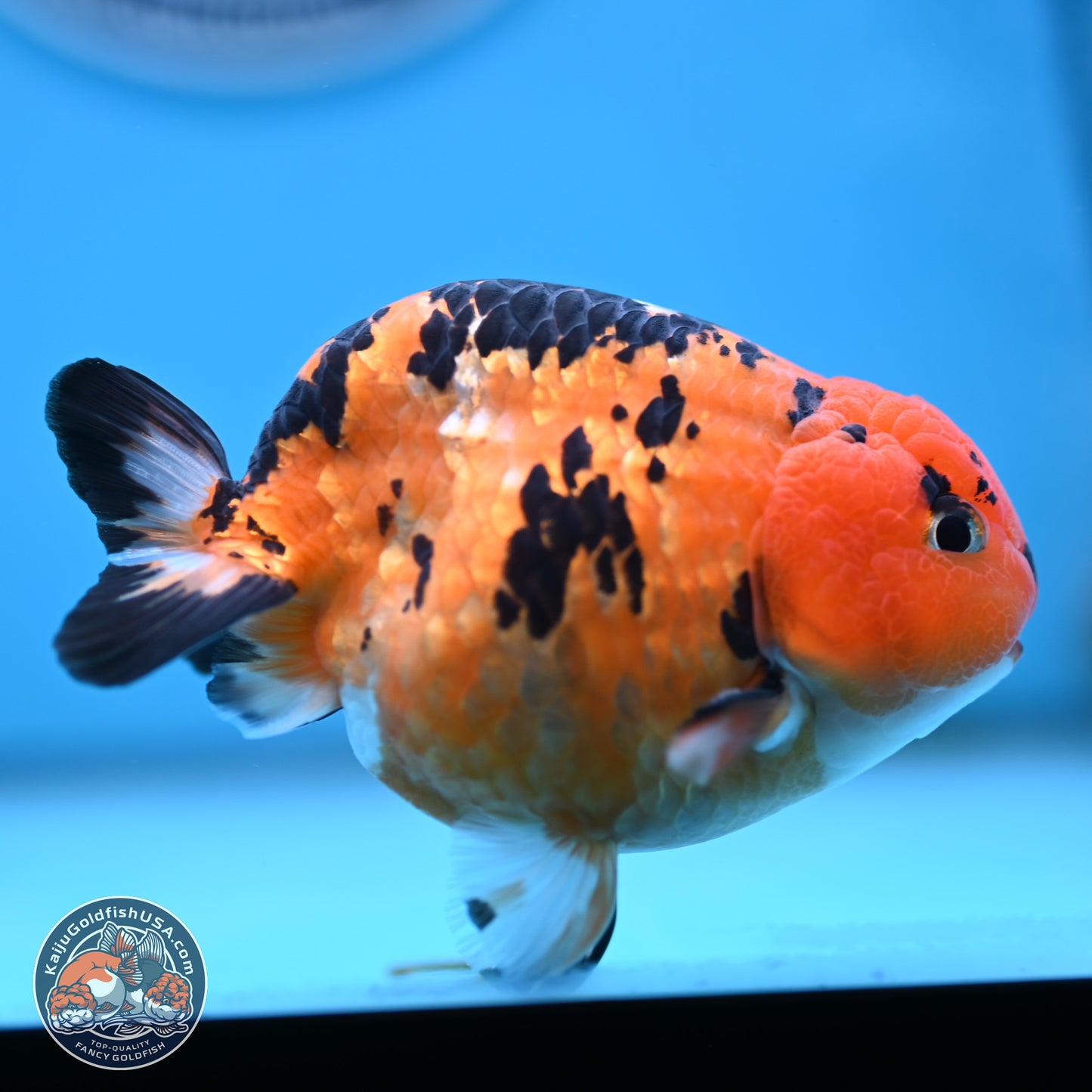 Cow Ranchu 4 inches Body - Male (250404_RC12)