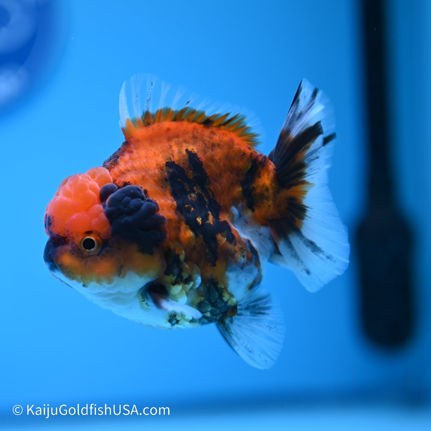 Tiger YuanBao Oranda 3.5 inches (240517_OR12) - Kaiju Goldfish USA