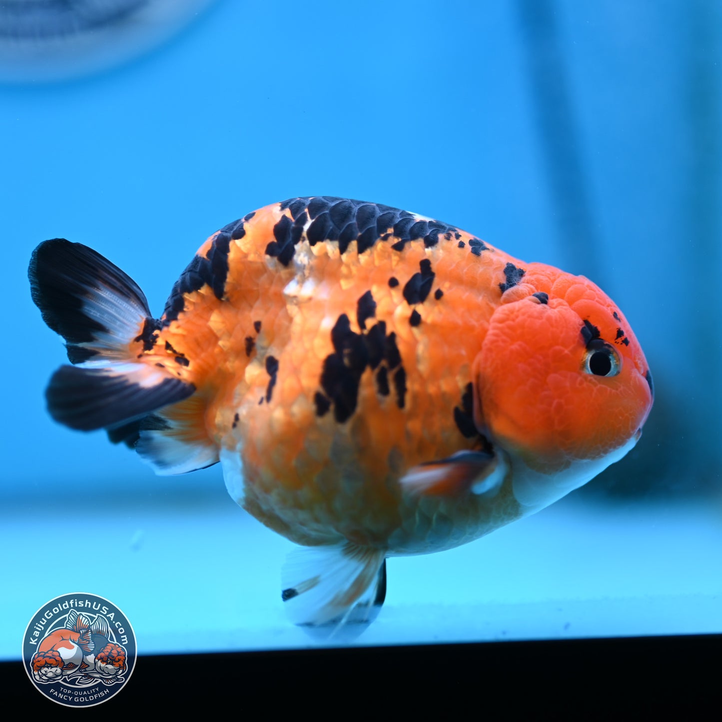 Cow Ranchu 4 inches Body - Male (250404_RC12)