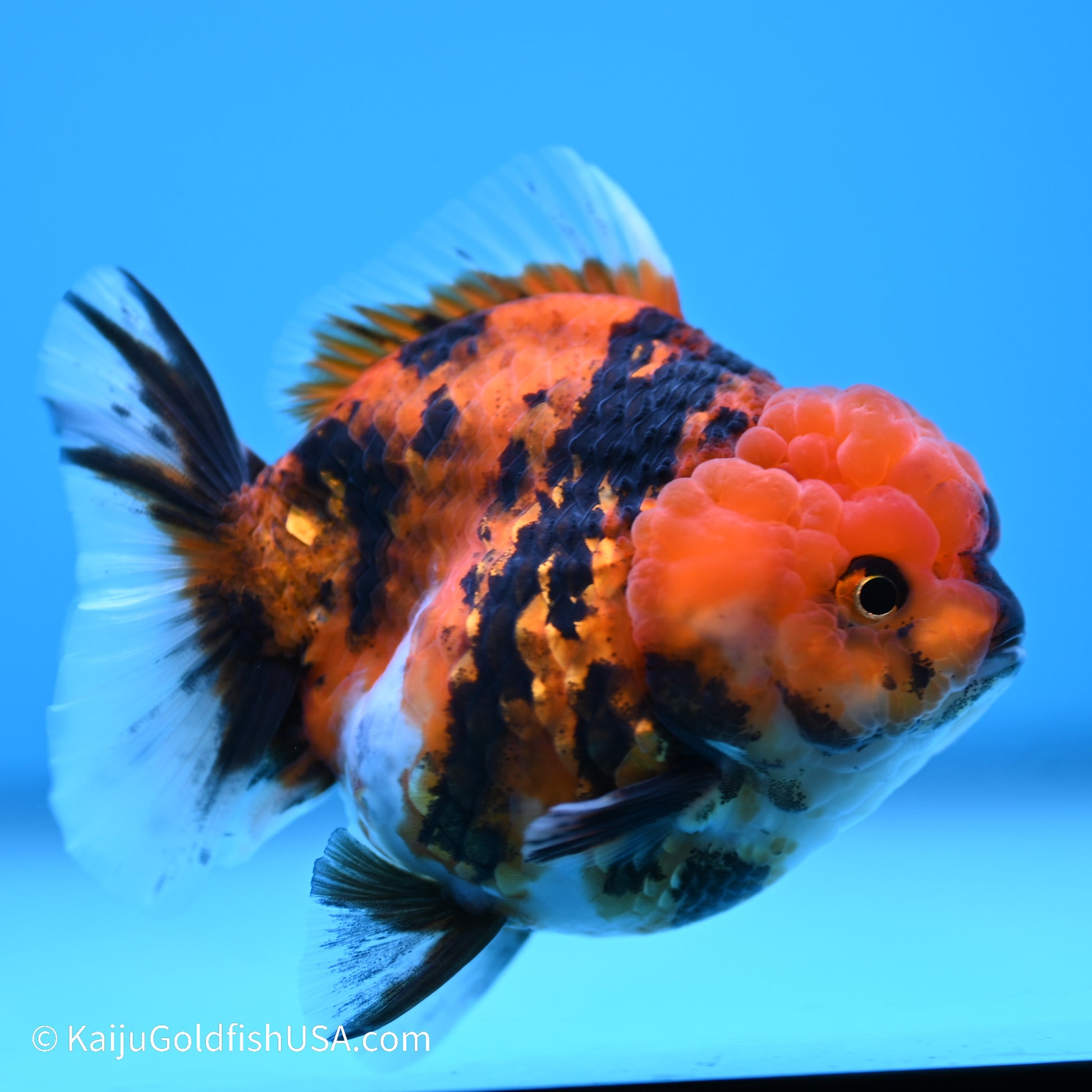 Tiger YuanBao Oranda 3.5 inches (240517_OR12) - Kaiju Goldfish USA