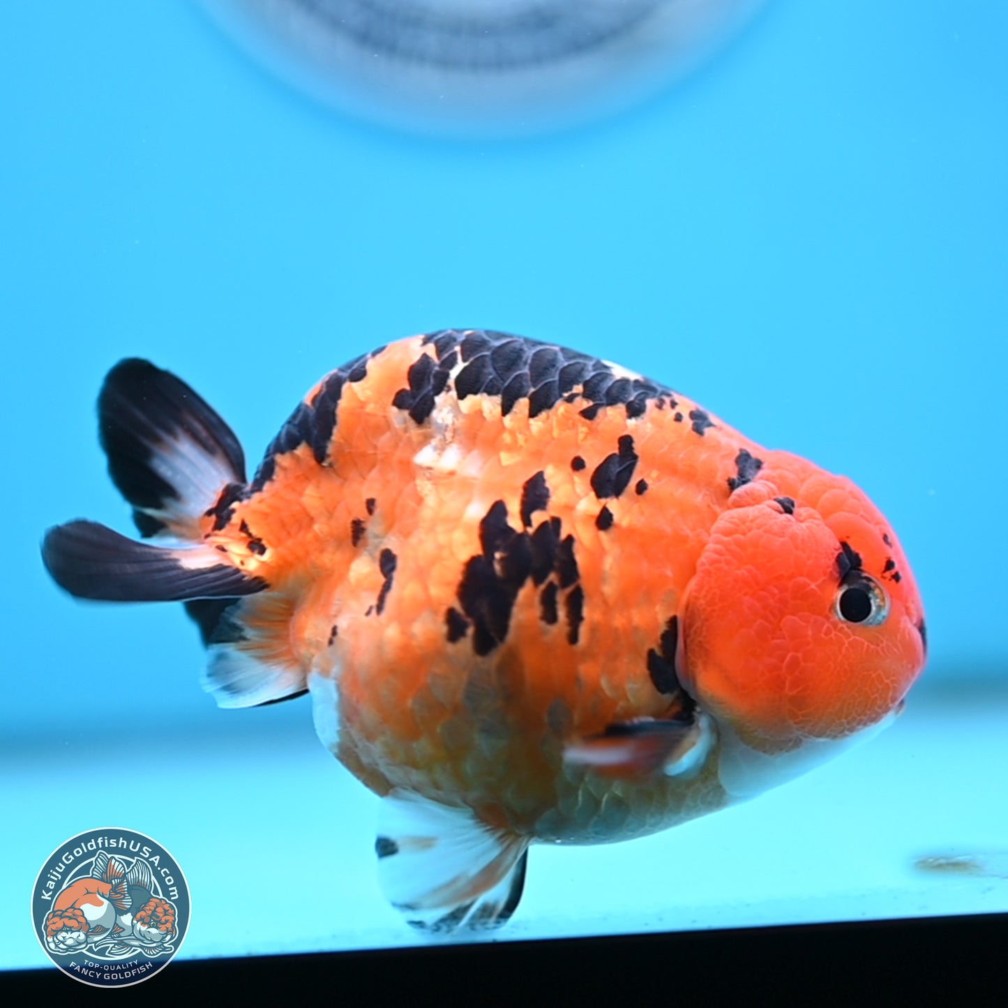 Cow Ranchu 4 inches Body - Male (250404_RC12)