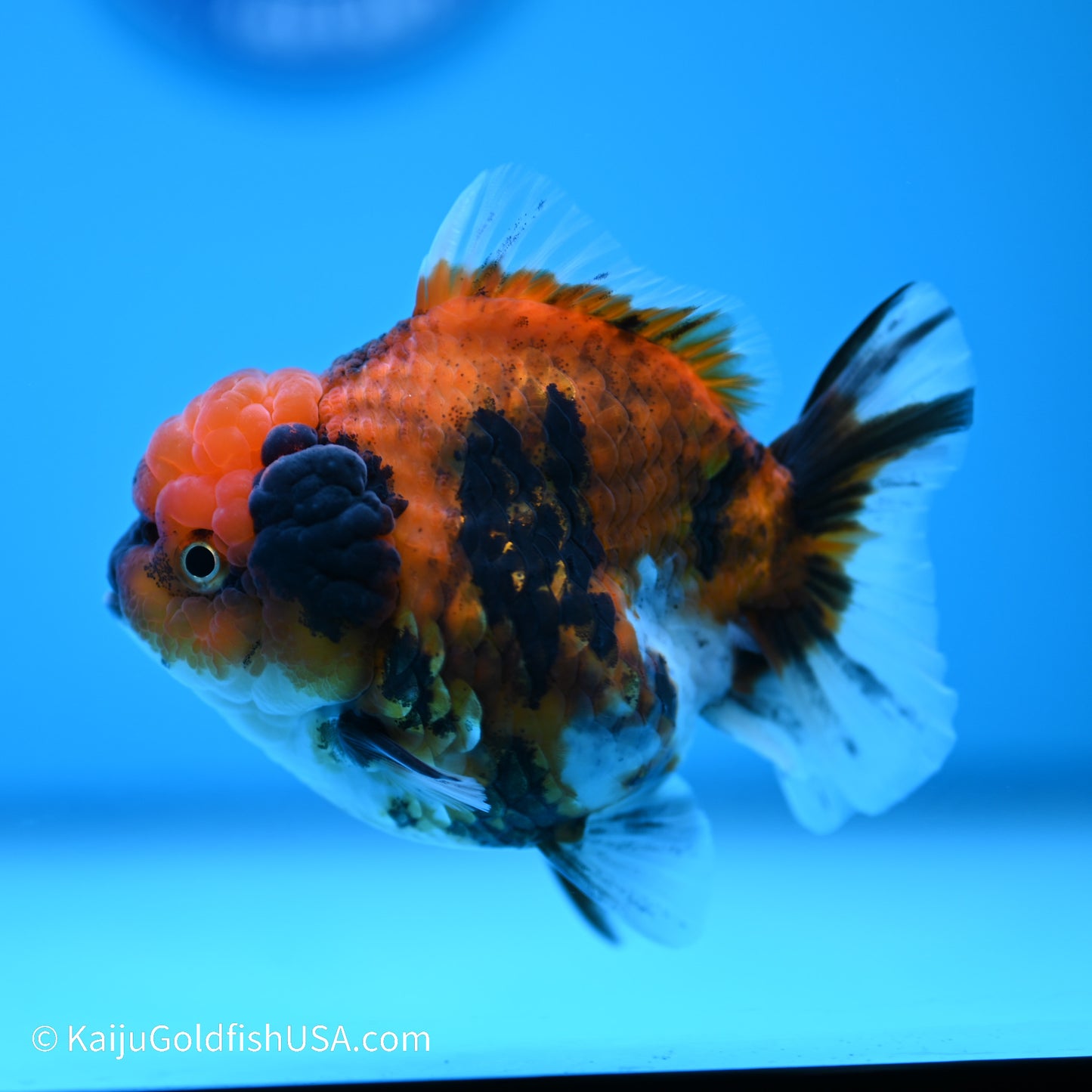 Tiger YuanBao Oranda 3.5 inches (240517_OR12) - Kaiju Goldfish USA