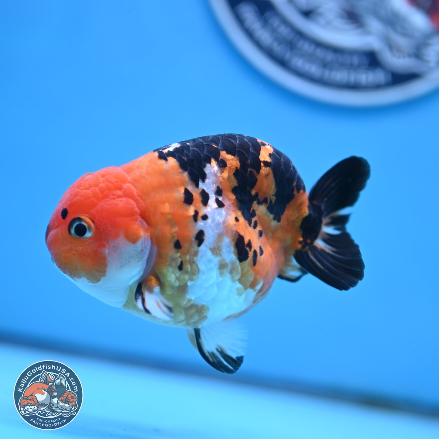 Cow Ranchu 4 inches Body - Male (250404_RC12)