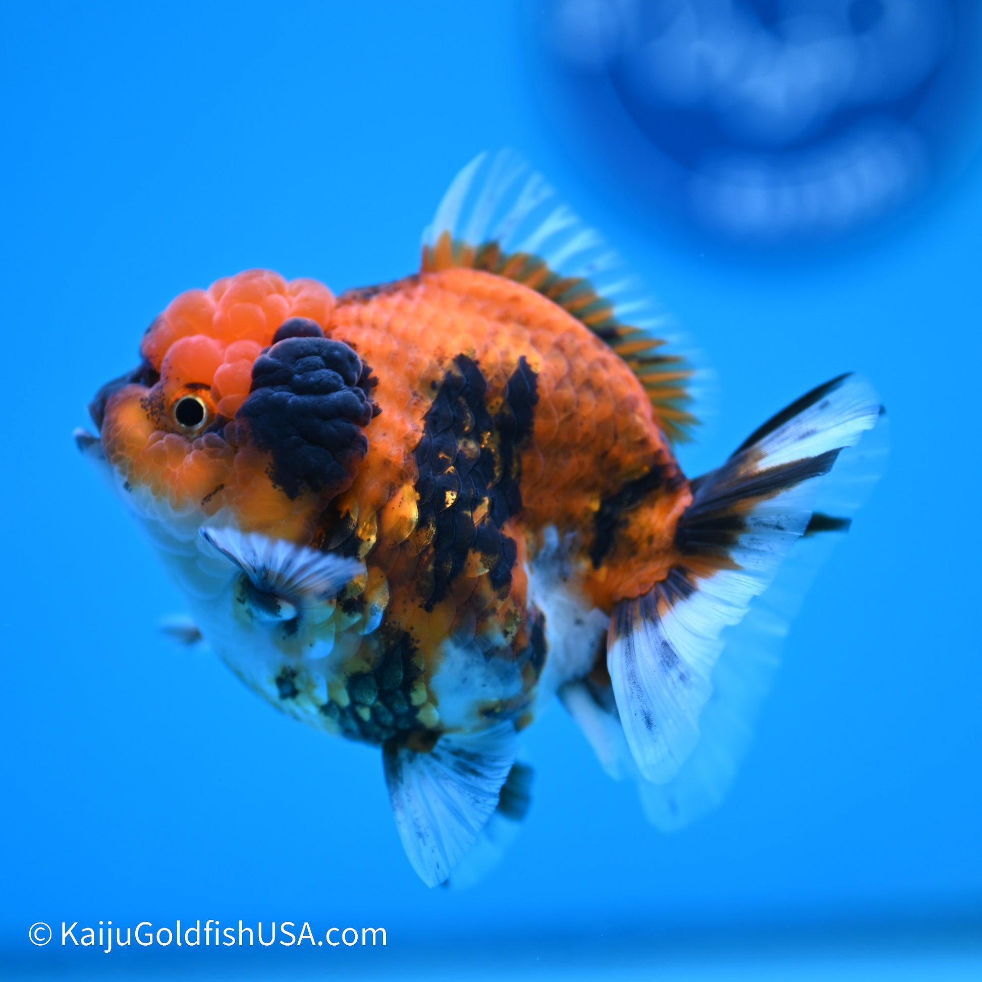 Tiger YuanBao Oranda 3.5 inches (240517_OR12) - Kaiju Goldfish USA