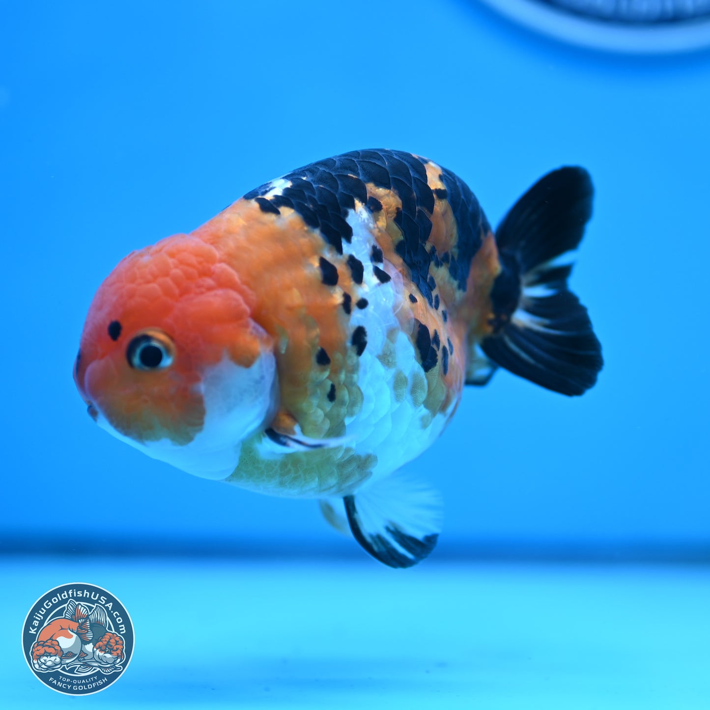 Cow Ranchu 4 inches Body - Male (250404_RC12)