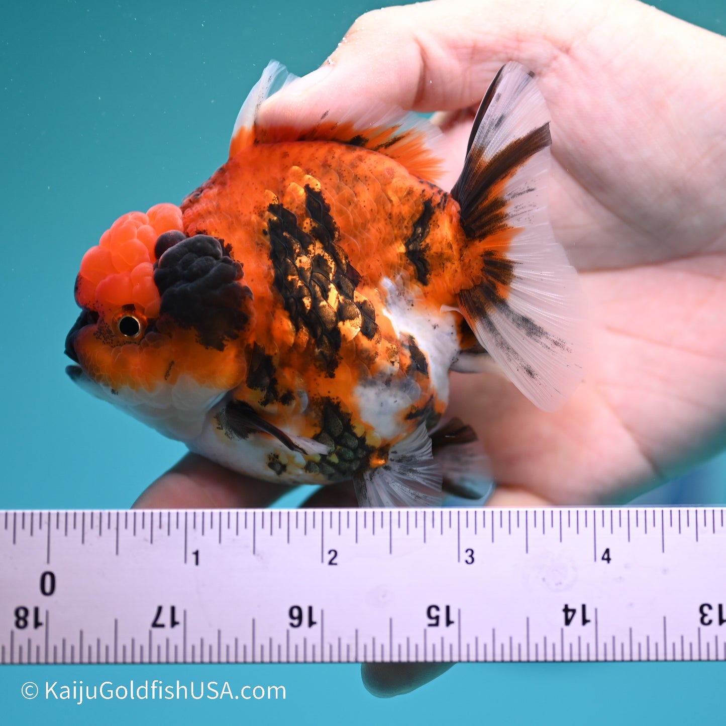 Tiger YuanBao Oranda 3.5 inches (240517_OR12) - Kaiju Goldfish USA