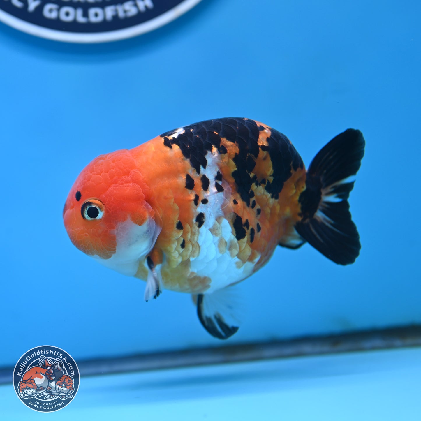 Cow Ranchu 4 inches Body - Male (250404_RC12)