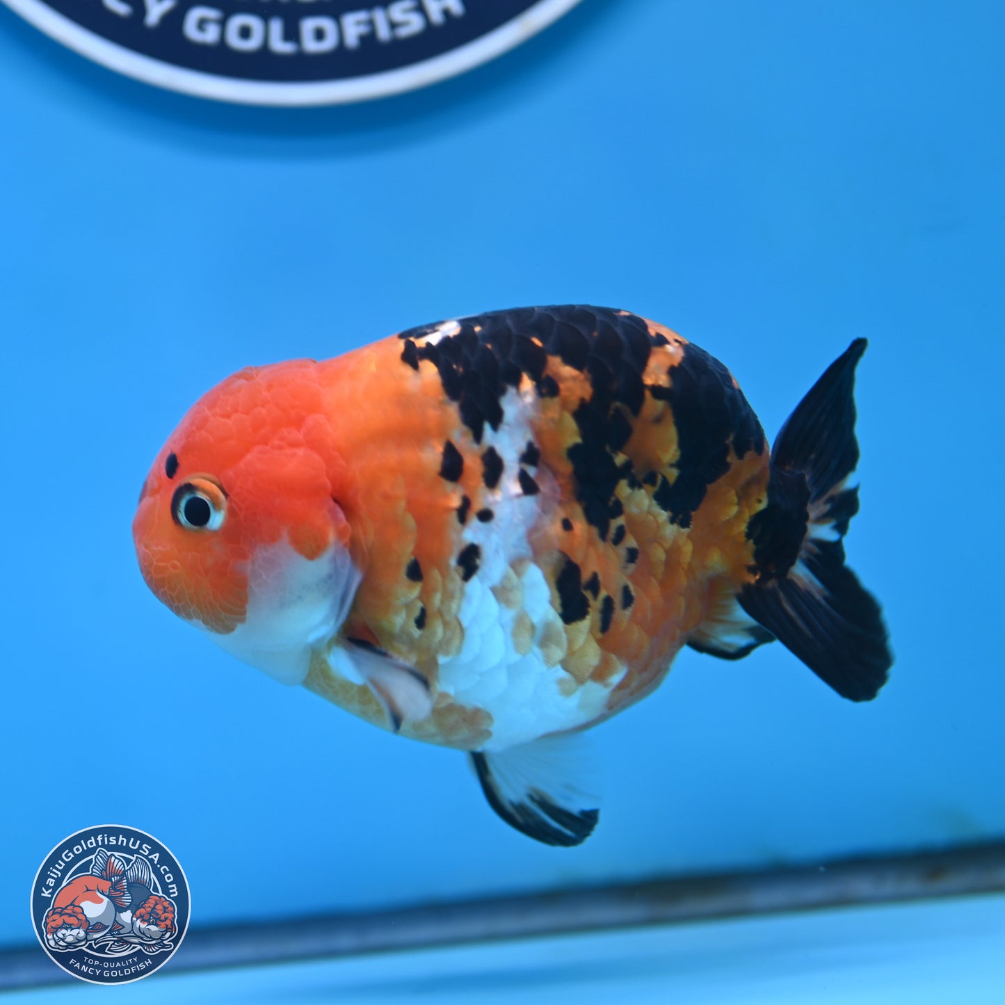 Cow Ranchu 4 inches Body - Male (250404_RC12)