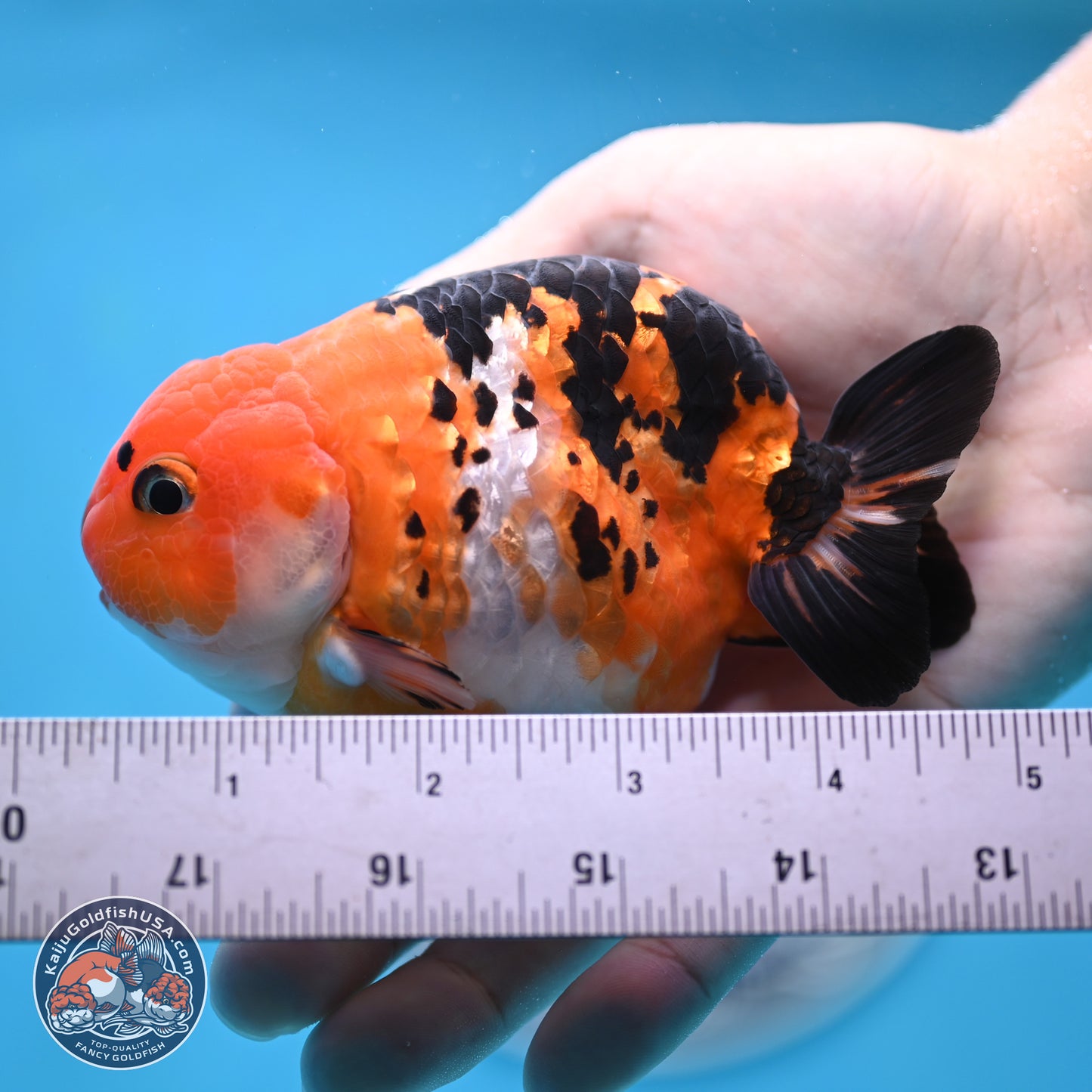 Cow Ranchu 4 inches Body - Male (250404_RC12)