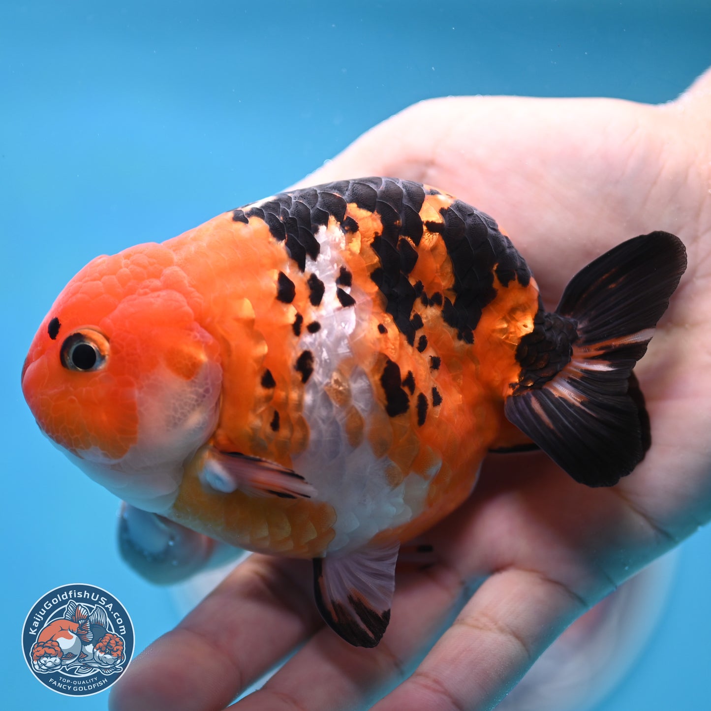 Cow Ranchu 4 inches Body - Male (250404_RC12)
