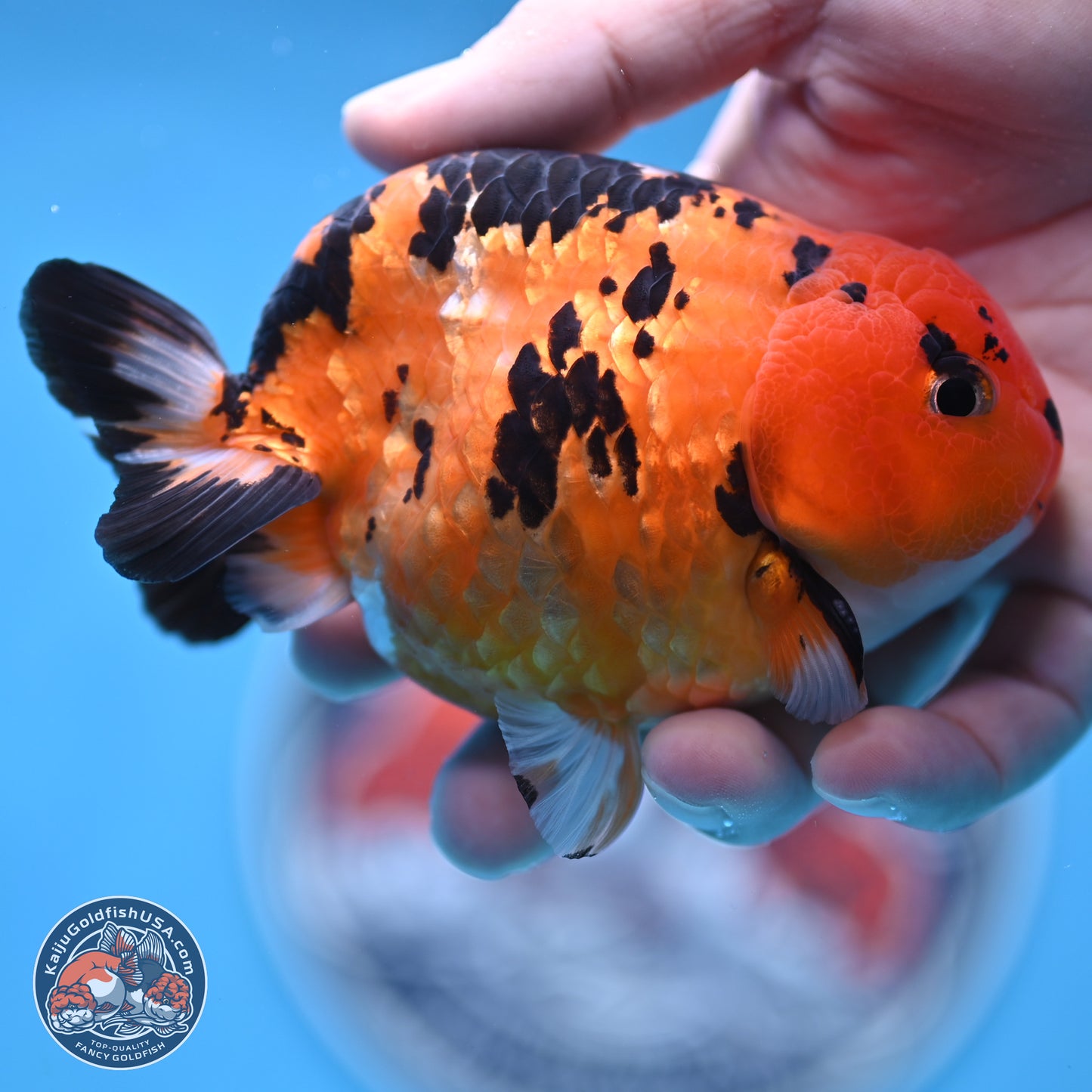 Cow Ranchu 4 inches Body - Male (250404_RC12)