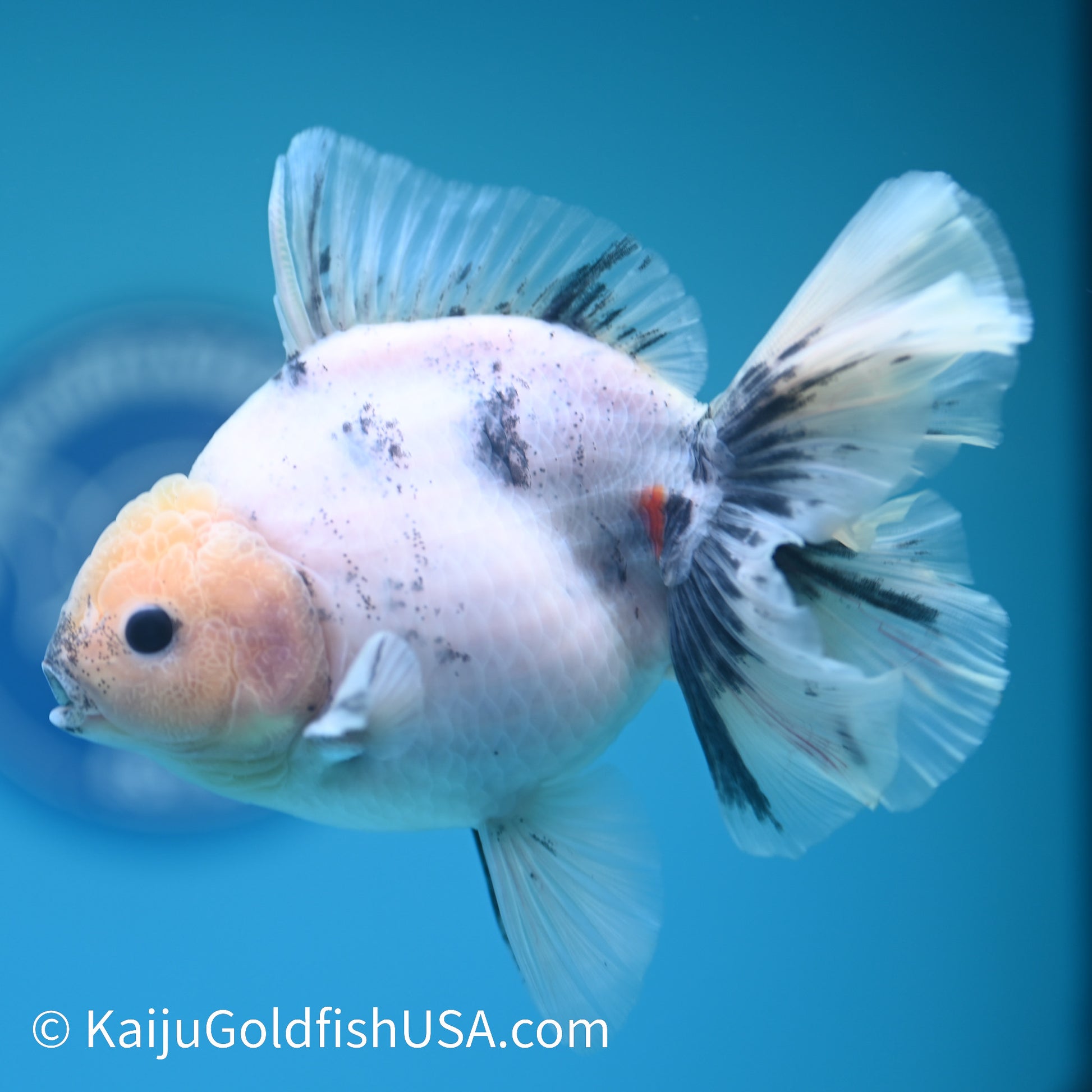 Calico Rose Tail Oranda 5 inches (240426_OR12) - Kaiju Goldfish USA