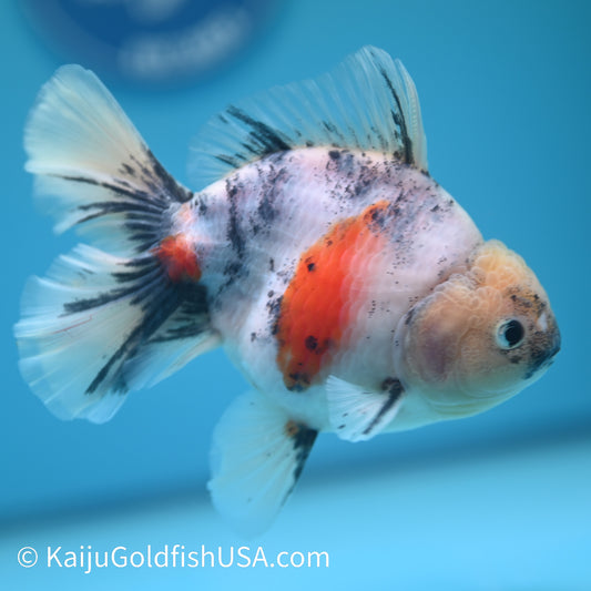 Calico Rose Tail Oranda 5 inches (240426_OR12) - Kaiju Goldfish USA