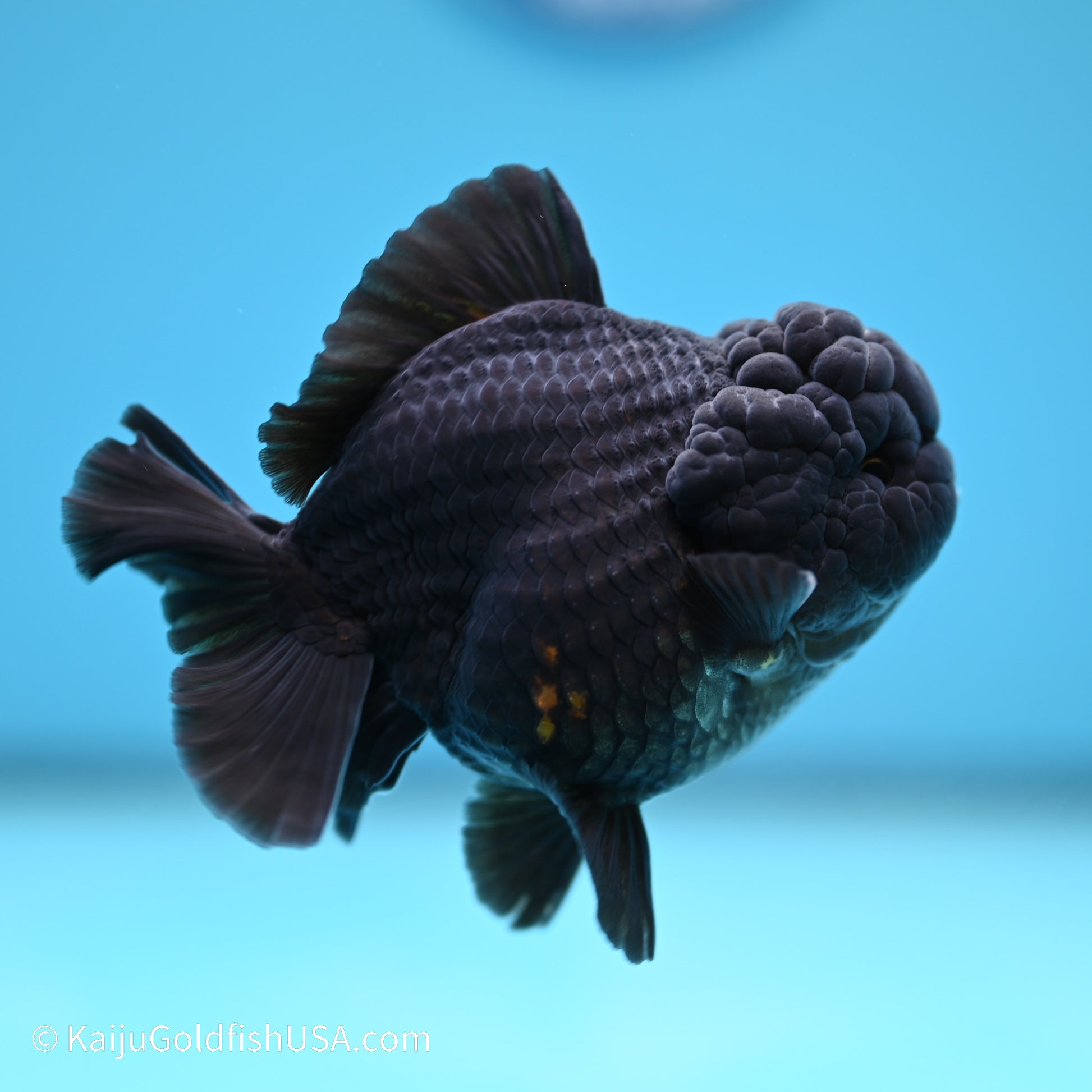 Black/Gold YuanBao Oranda 3.5 inches (240517_OR13) - Kaiju Goldfish USA