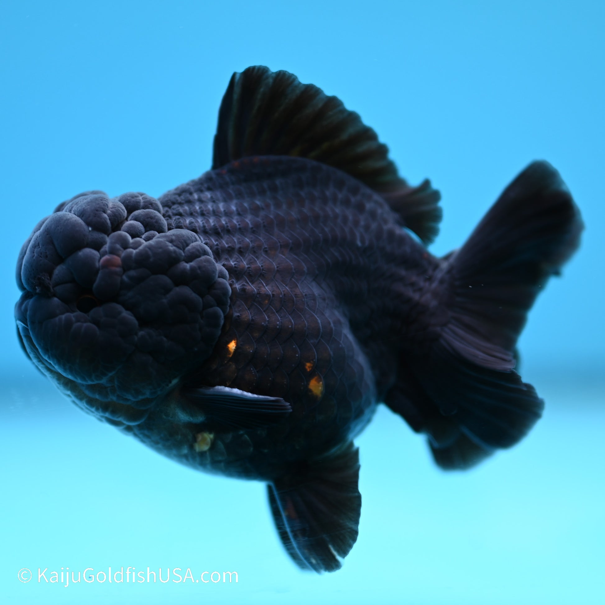 Black/Gold YuanBao Oranda 3.5 inches (240517_OR13) - Kaiju Goldfish USA