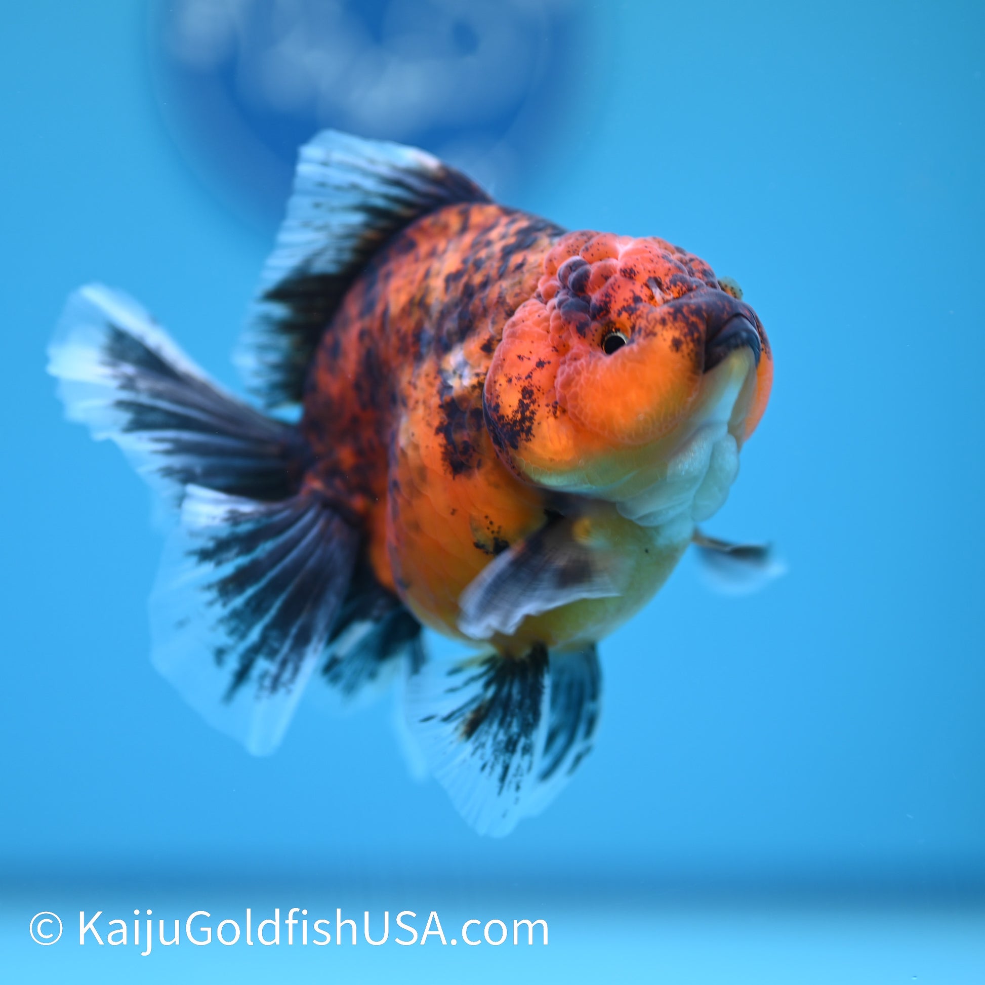 Tiger Short Body Rose Tail Oranda 4 inches (240426_OR13) - Kaiju Goldfish USA