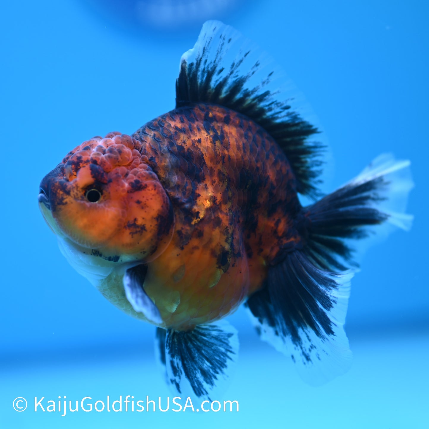 Tiger Short Body Rose Tail Oranda 4 inches (240426_OR13) - Kaiju Goldfish USA