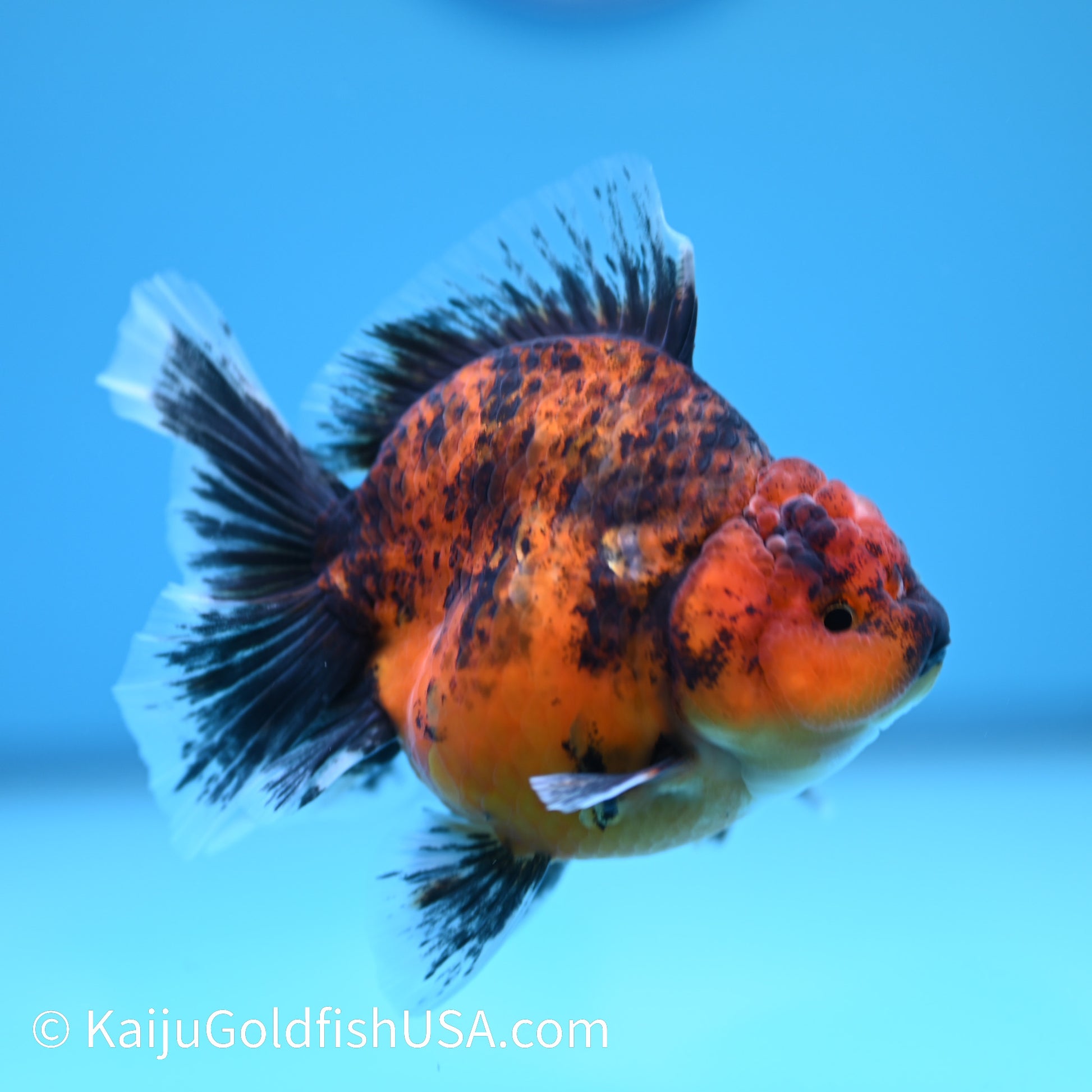 Tiger Short Body Rose Tail Oranda 4 inches (240426_OR13) - Kaiju Goldfish USA