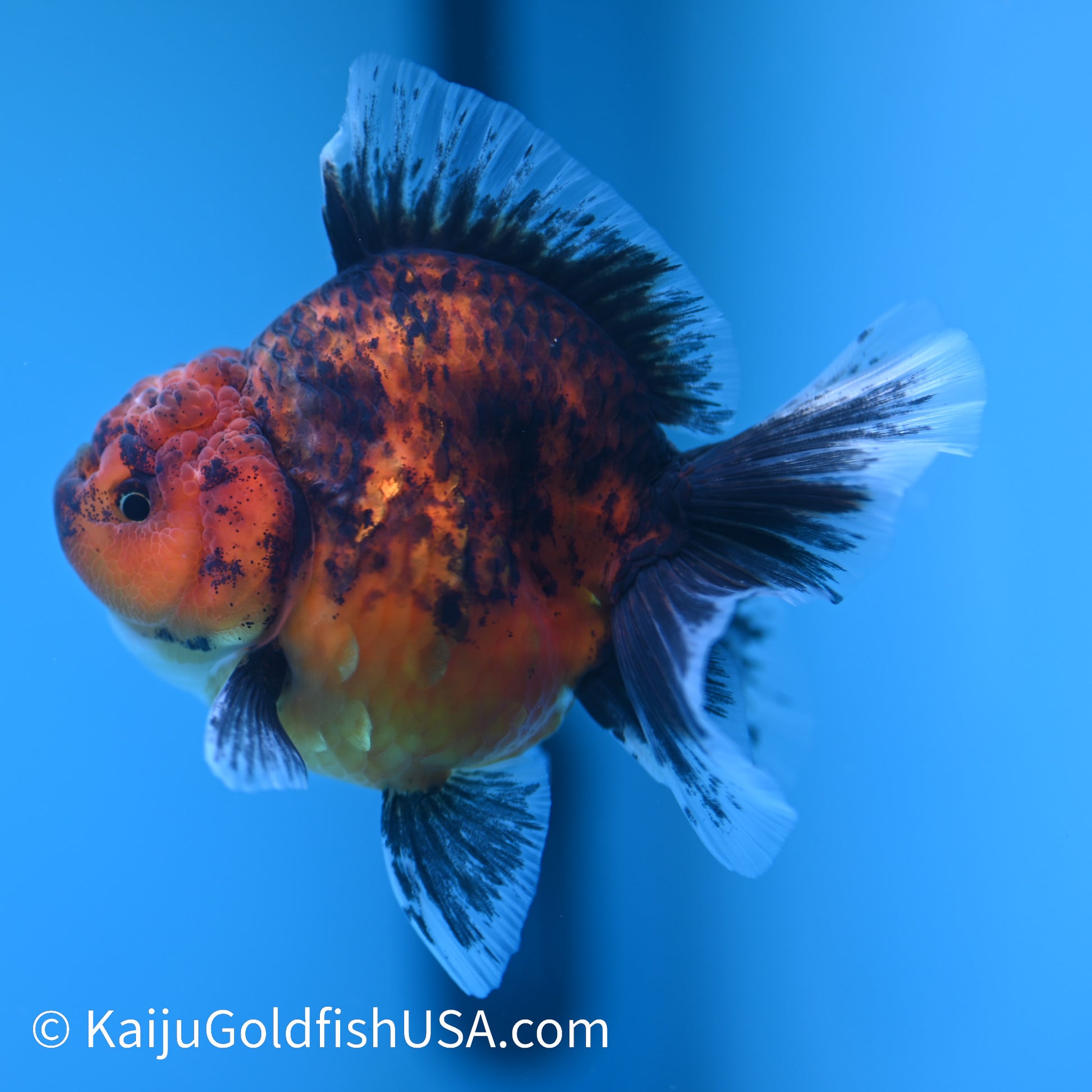 Tiger Short Body Rose Tail Oranda 4 inches (240426_OR13) - Kaiju Goldfish USA